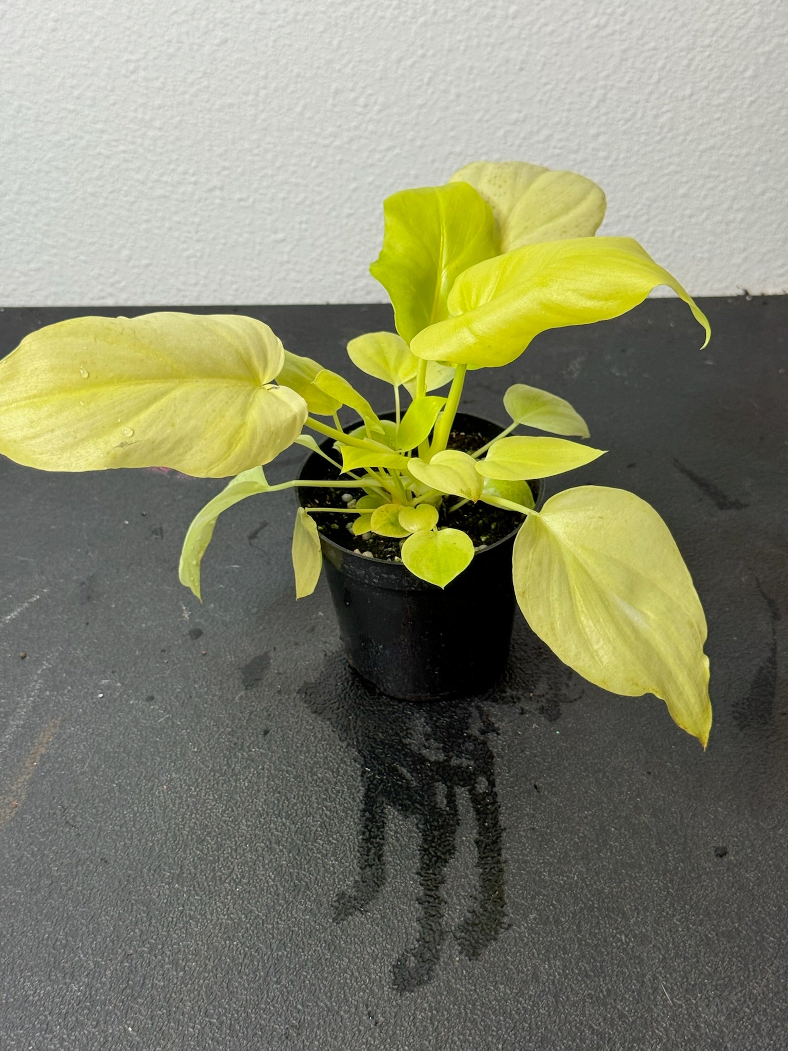 Philodendron Warschewiczii Aurea 4" Grower's Choice