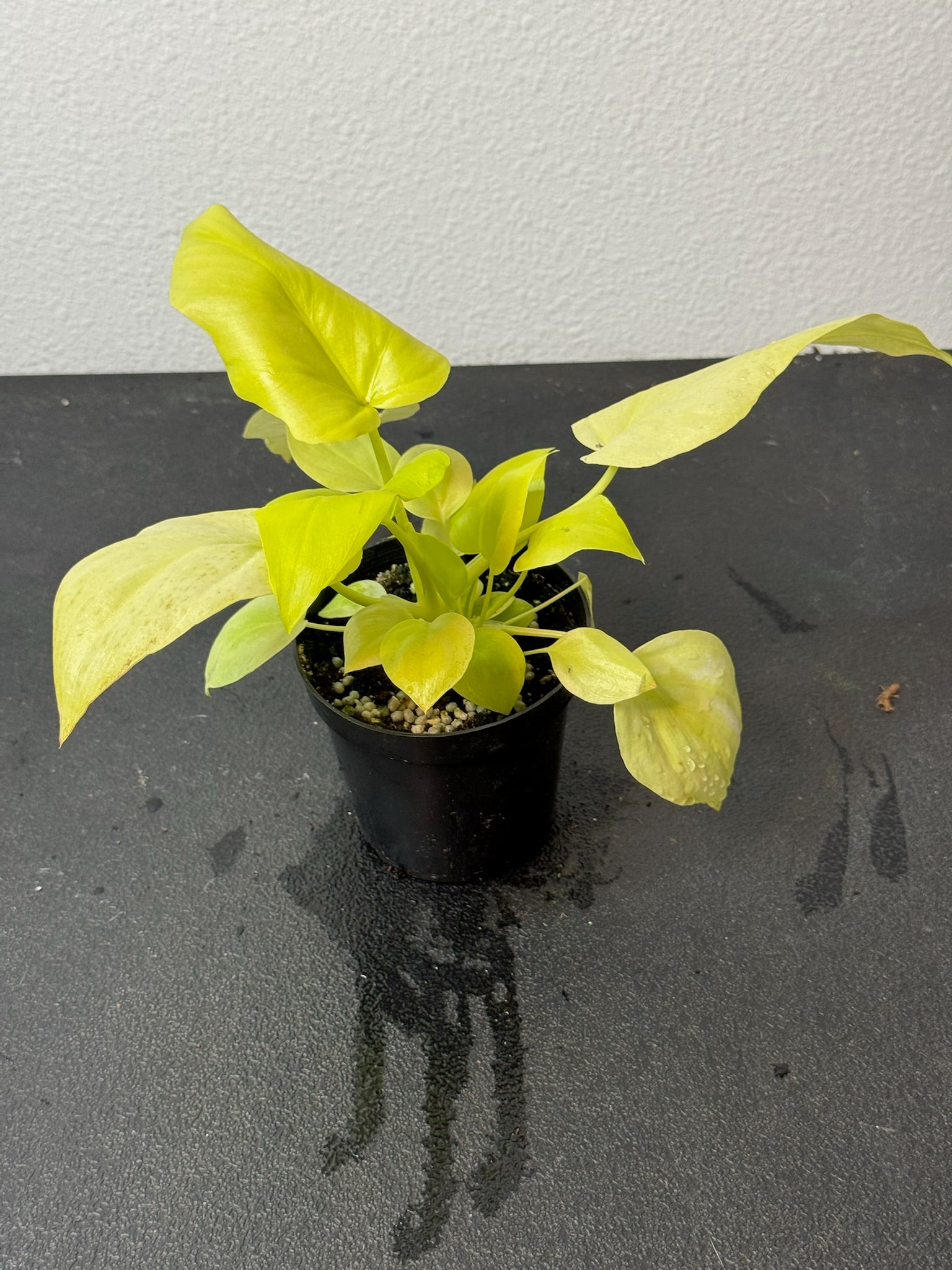 Philodendron Warschewiczii Aurea 4" Grower's Choice