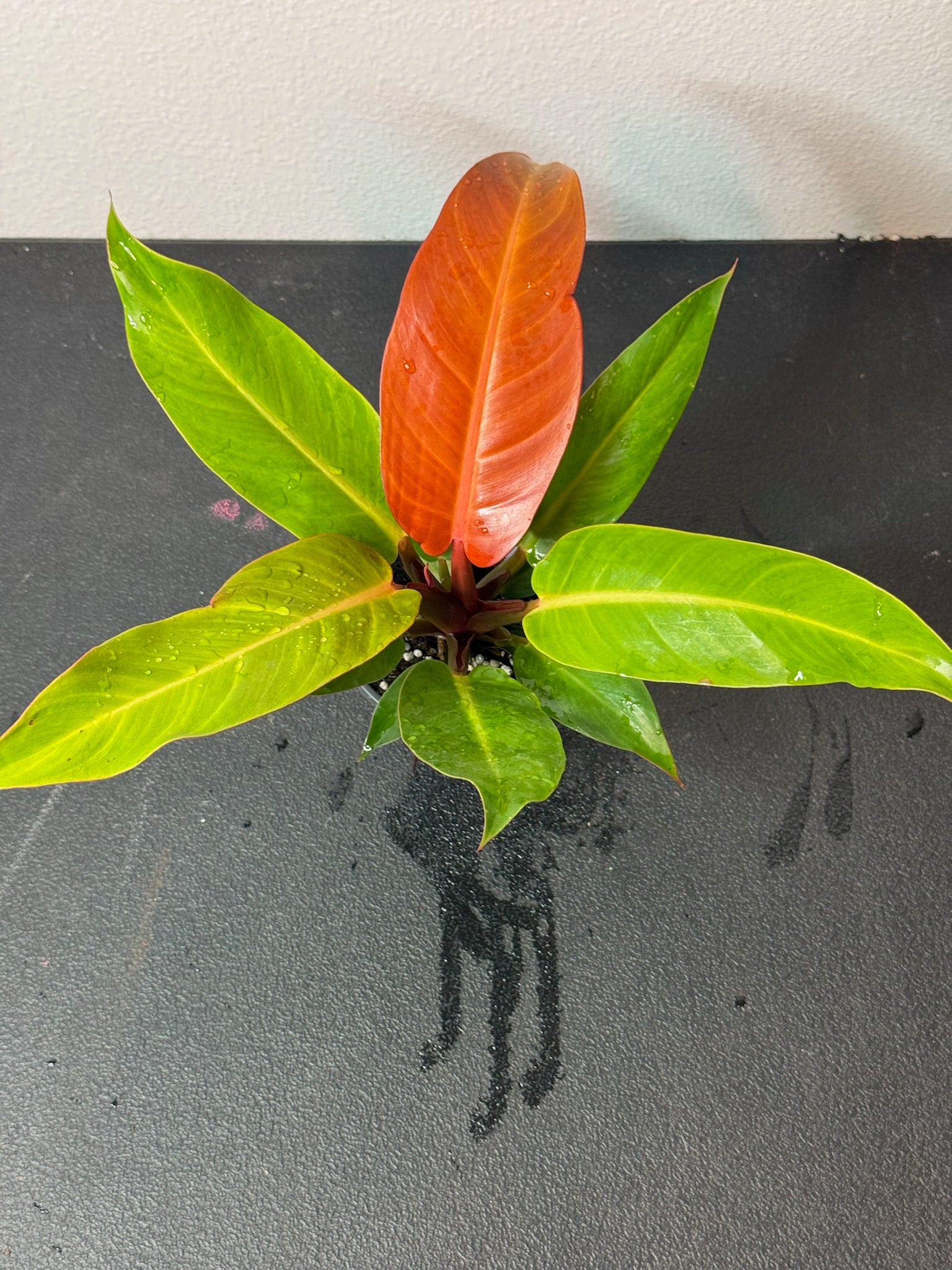 Philodendron Red Sun 4"
