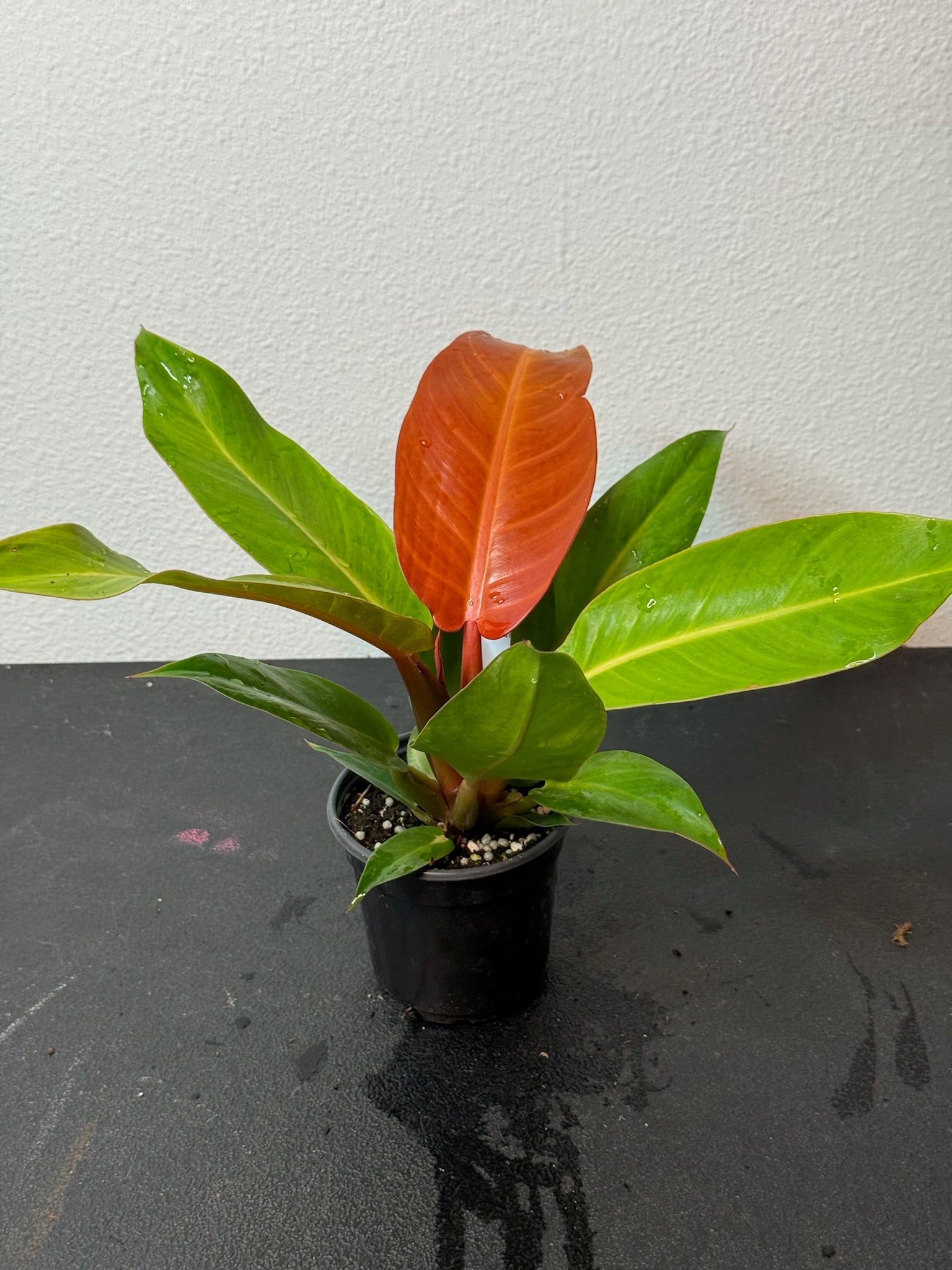 Philodendron Red Sun 4"
