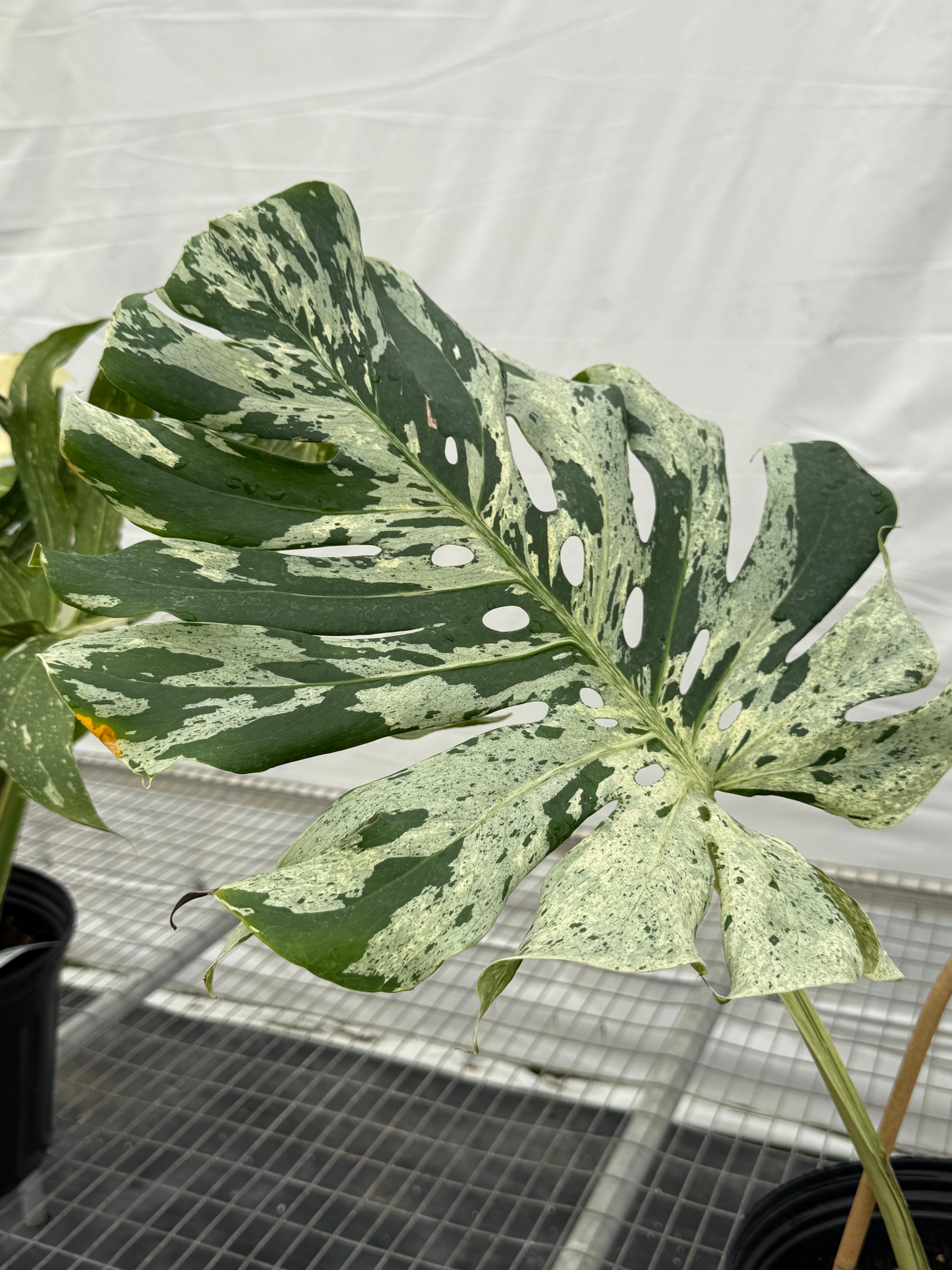 モンステラ バルバソー Bulbasaur Monstera Deliciosa “Bulbasaur” – FloristaPearl Garden