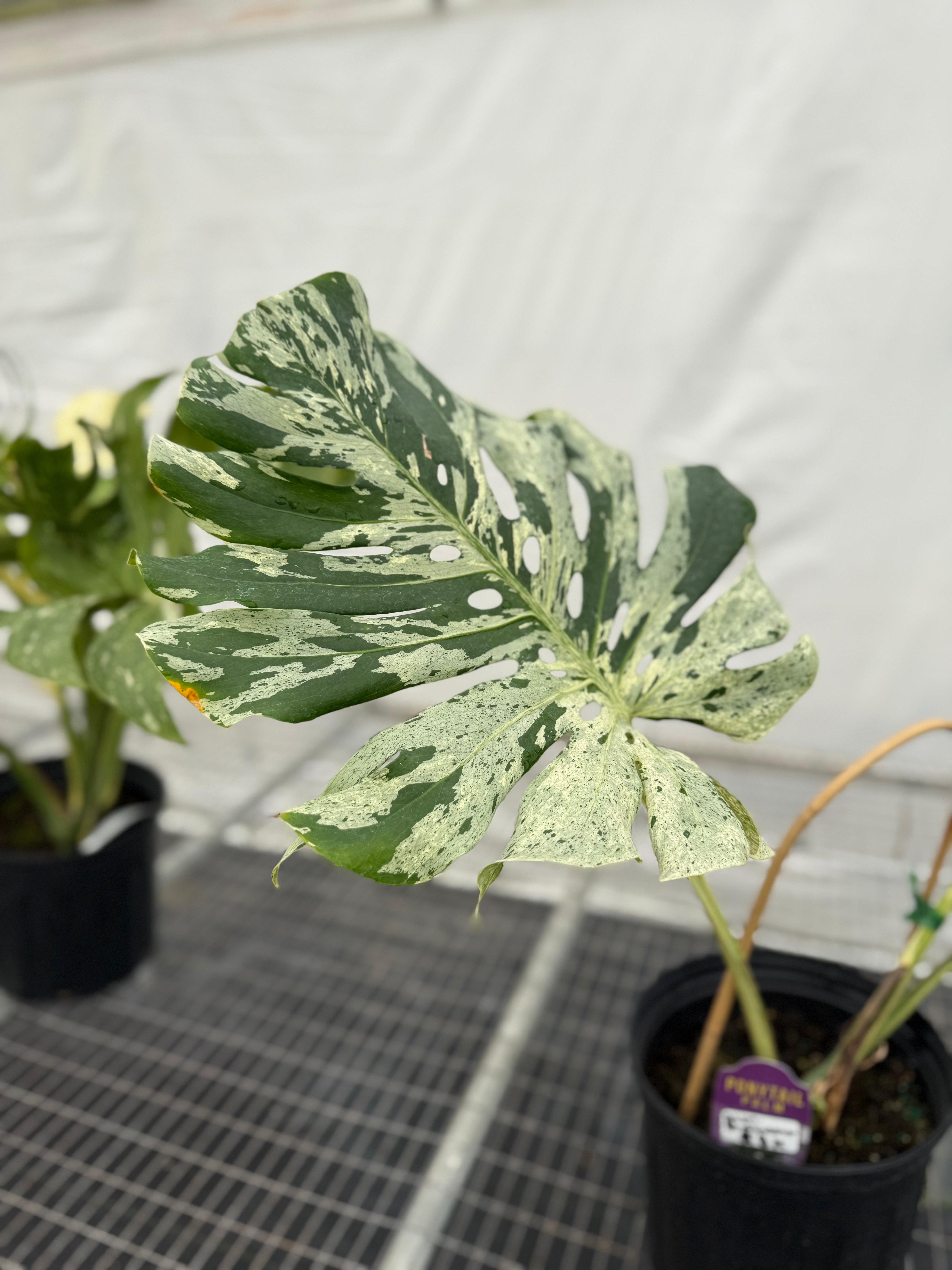 Monstera Bulbasaur TC SUPER RARE 1/7 ship date | Jacksbs