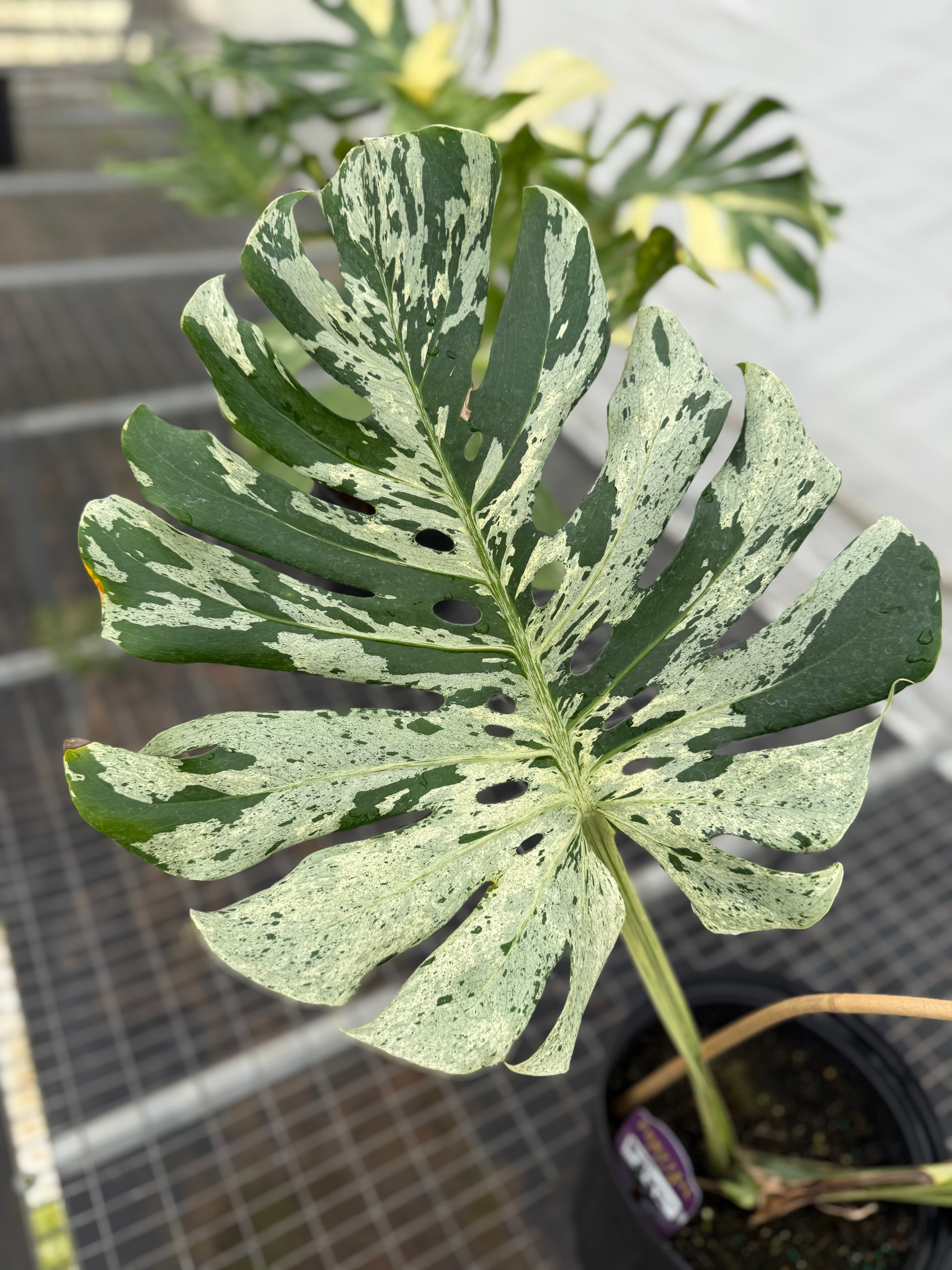 Monstera Bulbasaur TC SUPER RARE 12/18 ship date | Jacksbs