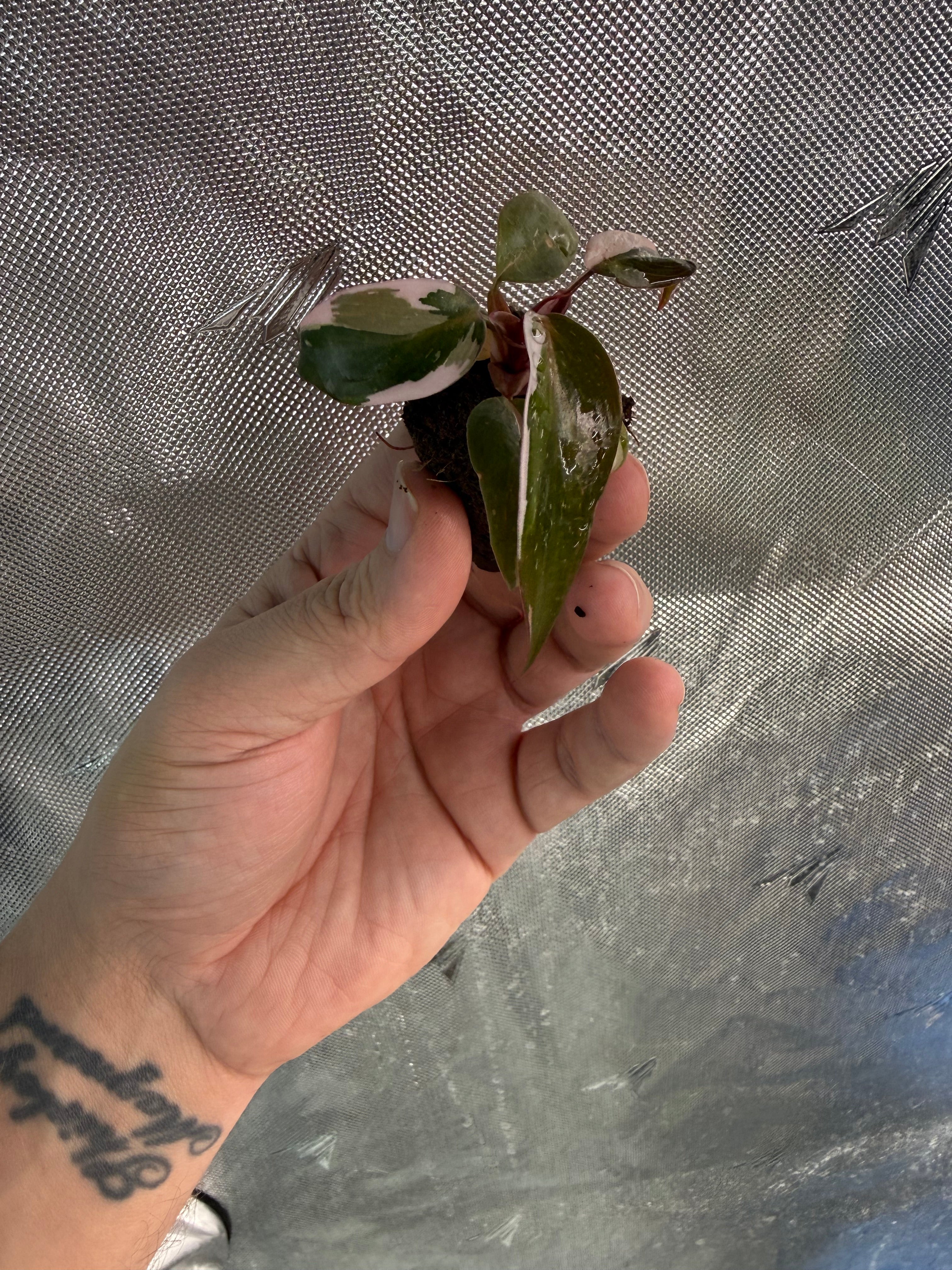 Red Anderson Philodendron Starter Plug