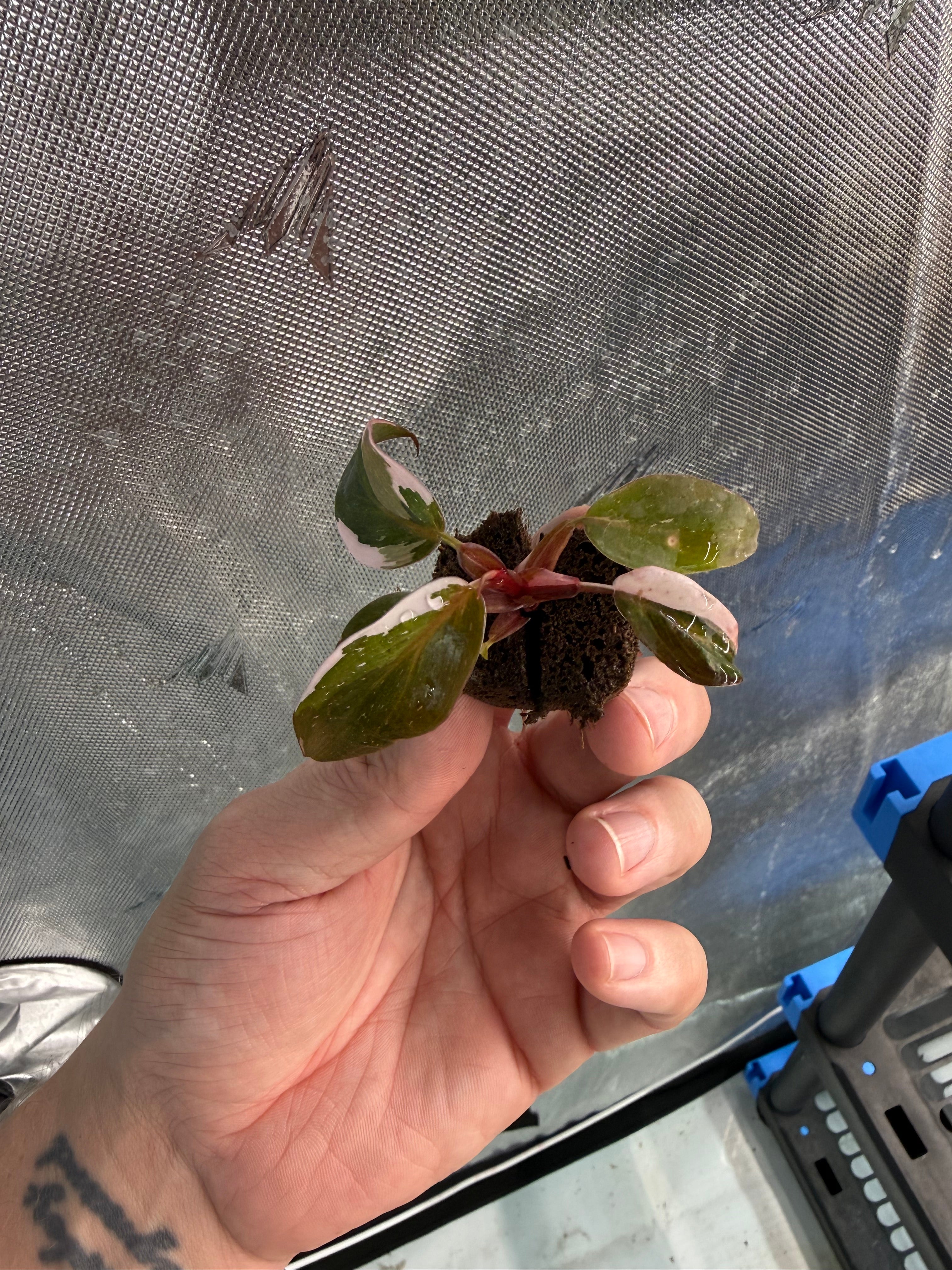 Red Anderson Philodendron Starter Plug