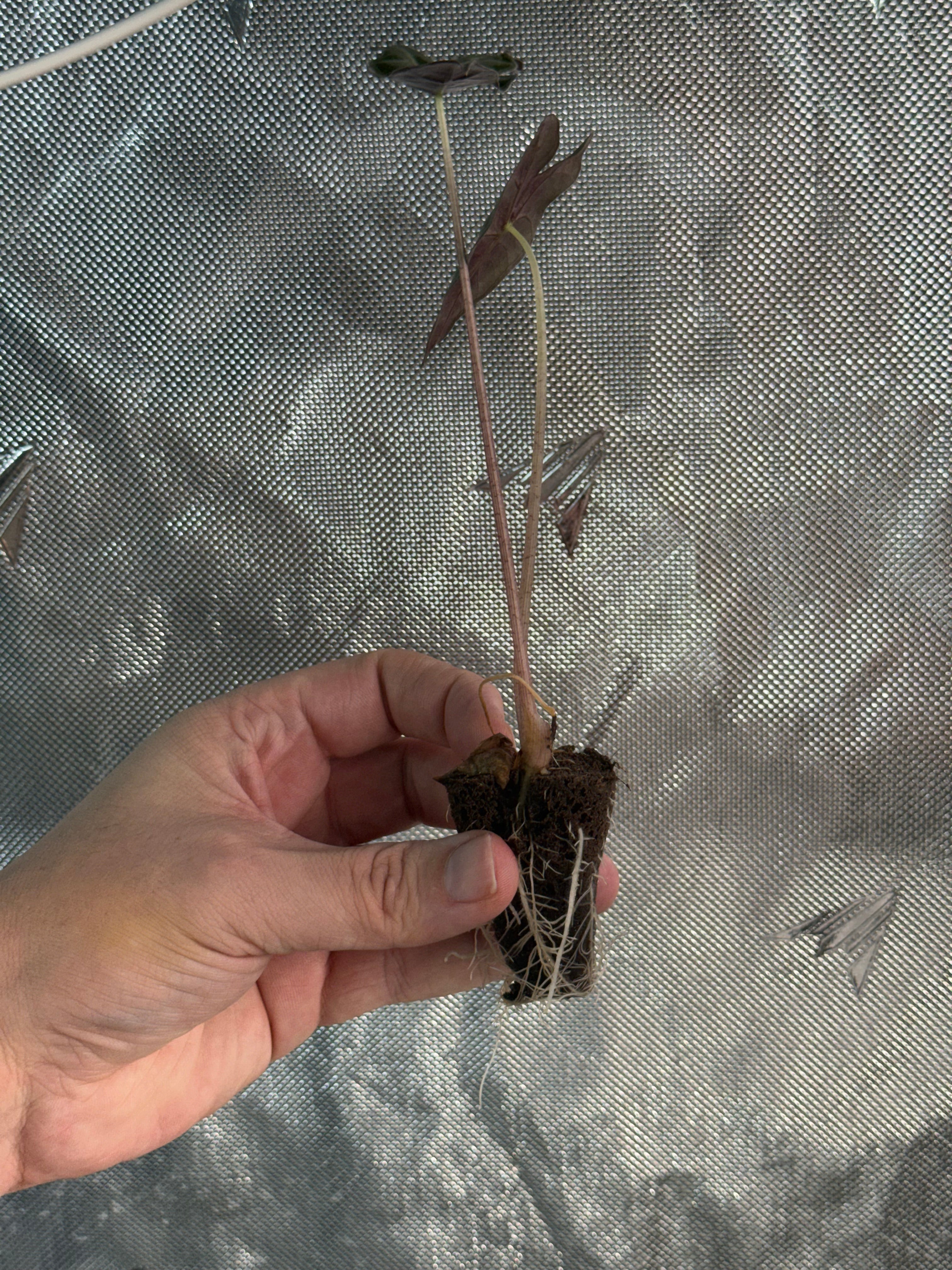 Alocasia Nobilis Starter Plug