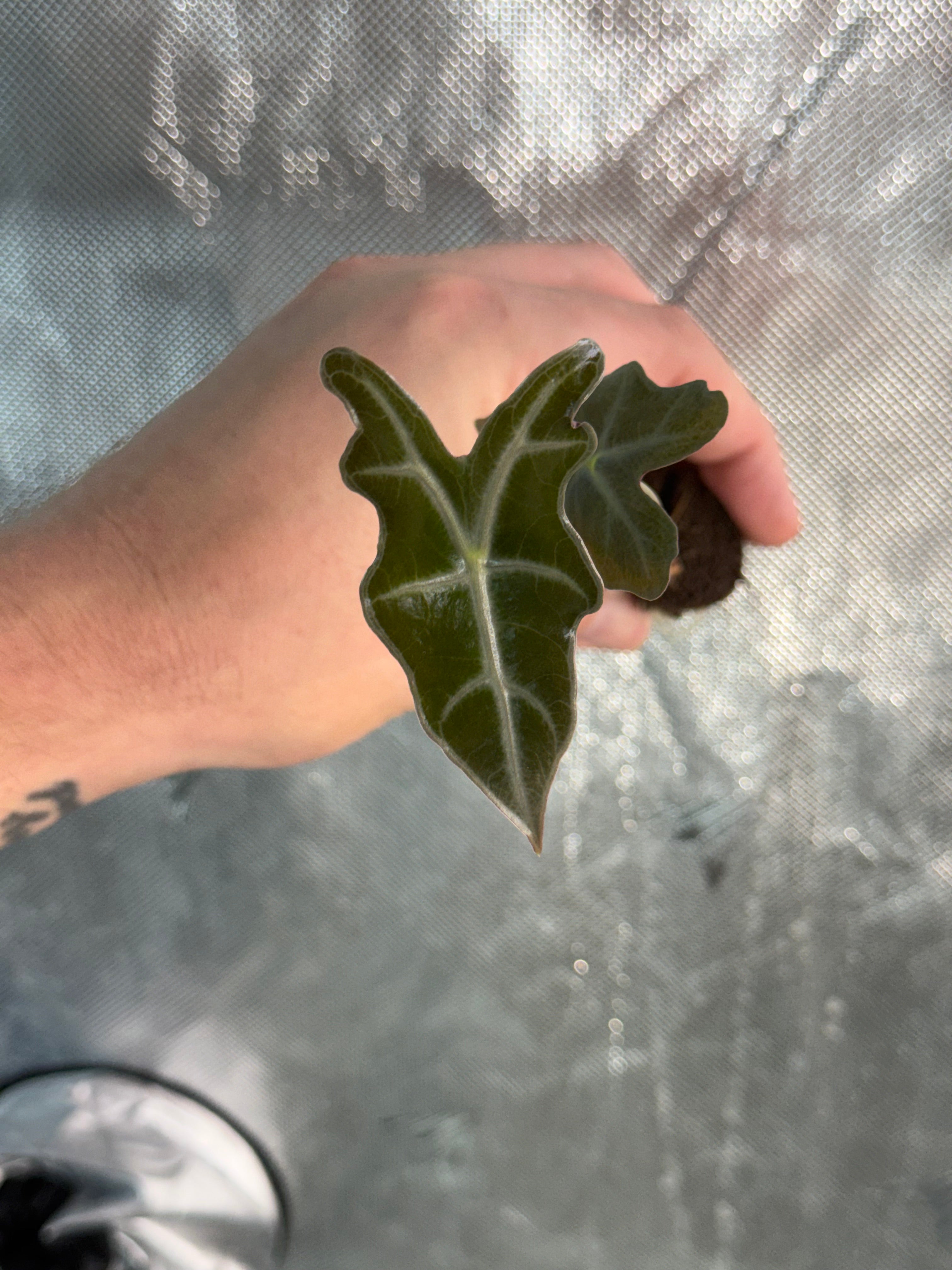 Alocasia Nobilis Starter Plug