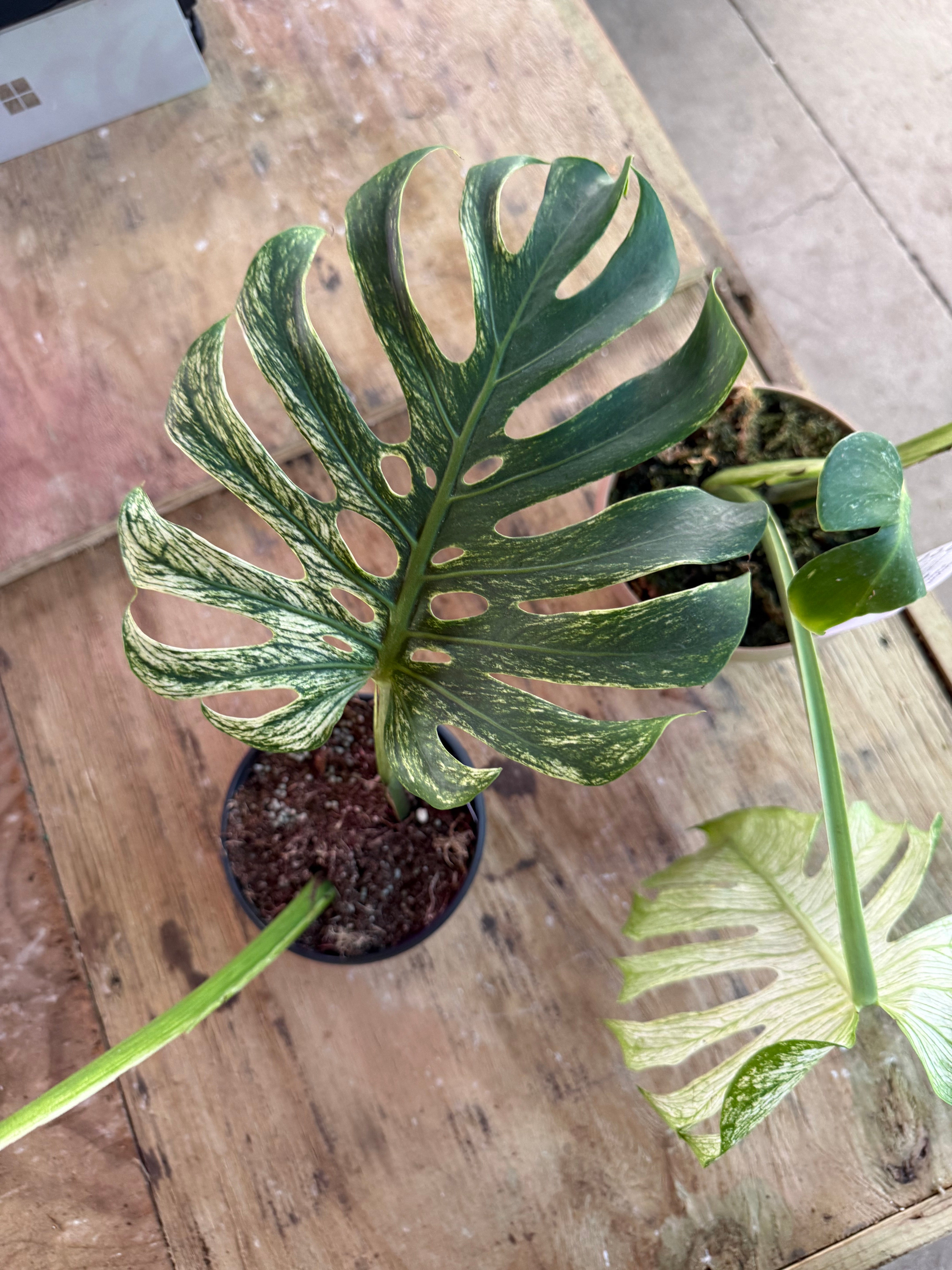 Monstera Devil Monster TC- RARE AF ships 12/10 - Jacksbs