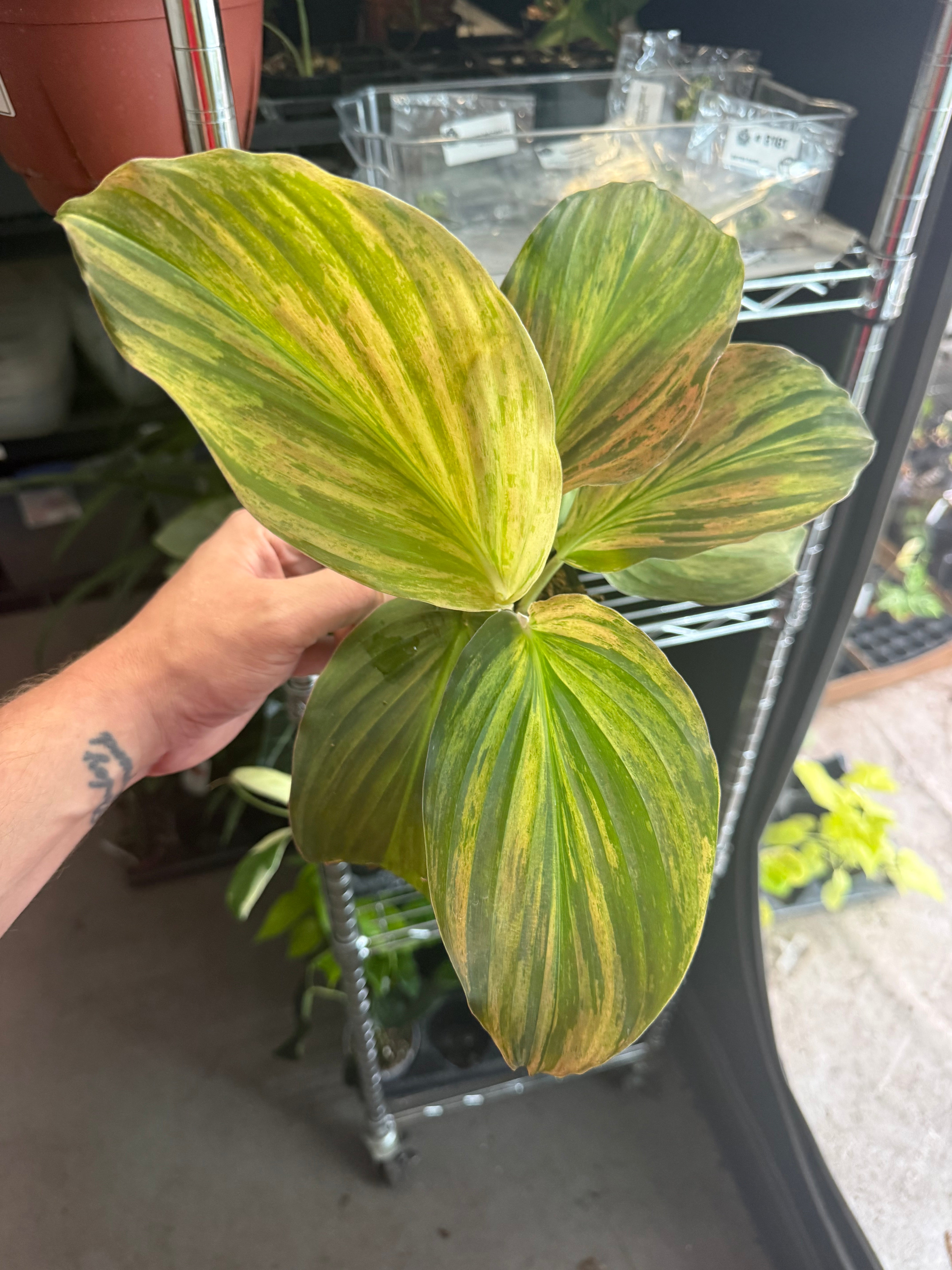 Kaempferia Jungle Rose 4" Grower's Choice - Jacksbs