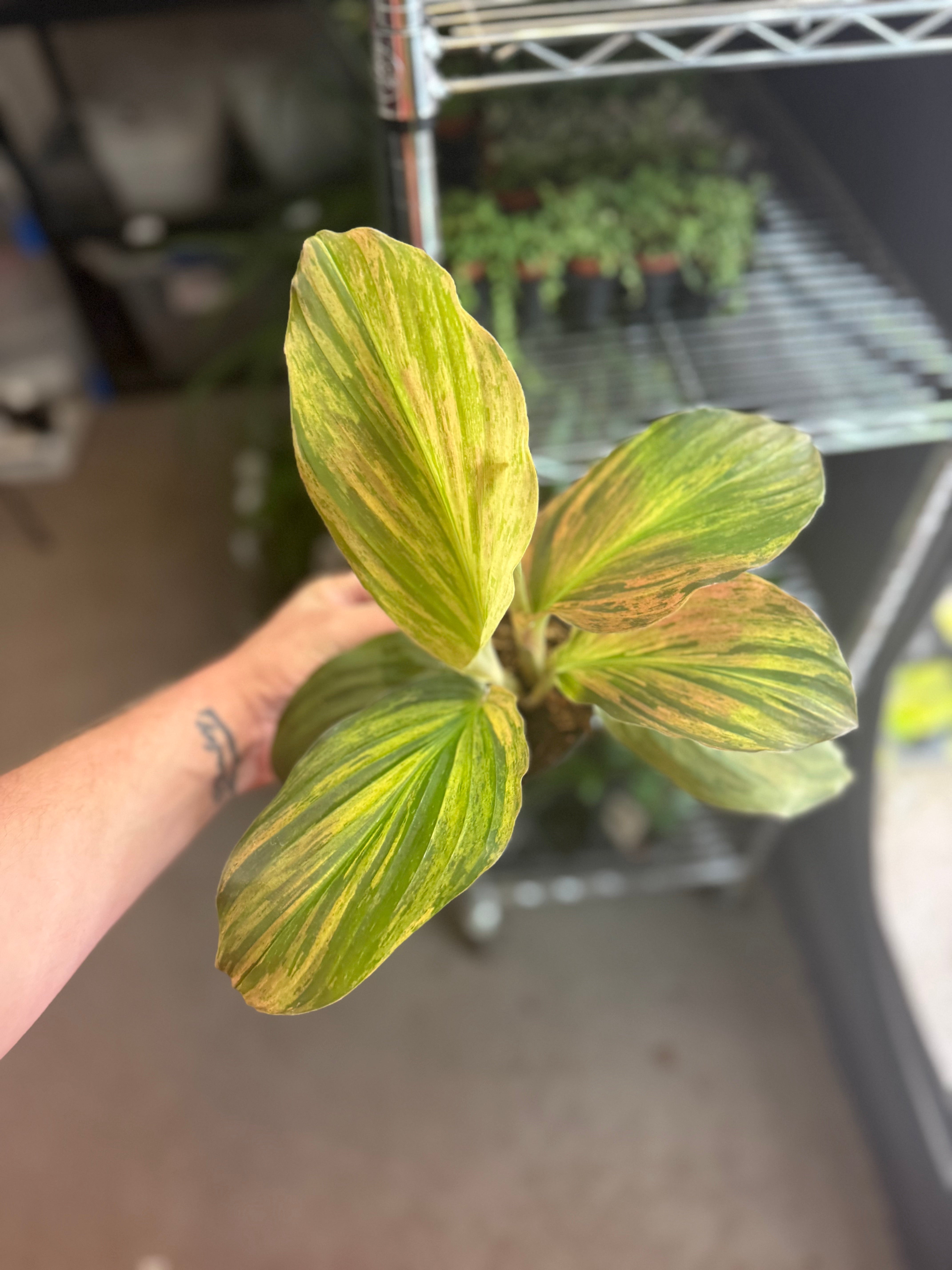 Kaempferia Jungle Rose 4" Grower's Choice - Jacksbs