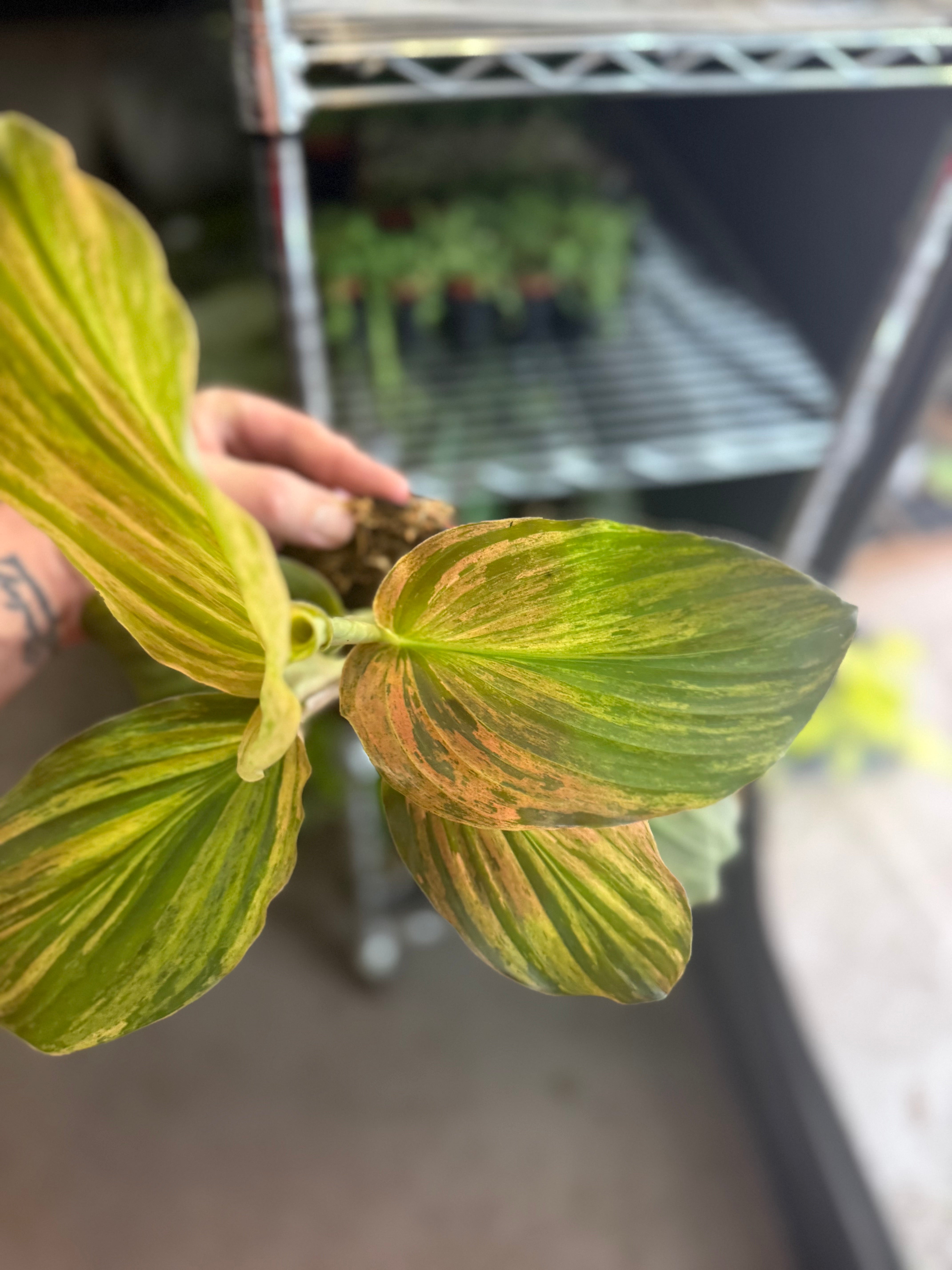 Kaempferia Jungle Rose 4" Grower's Choice - Jacksbs