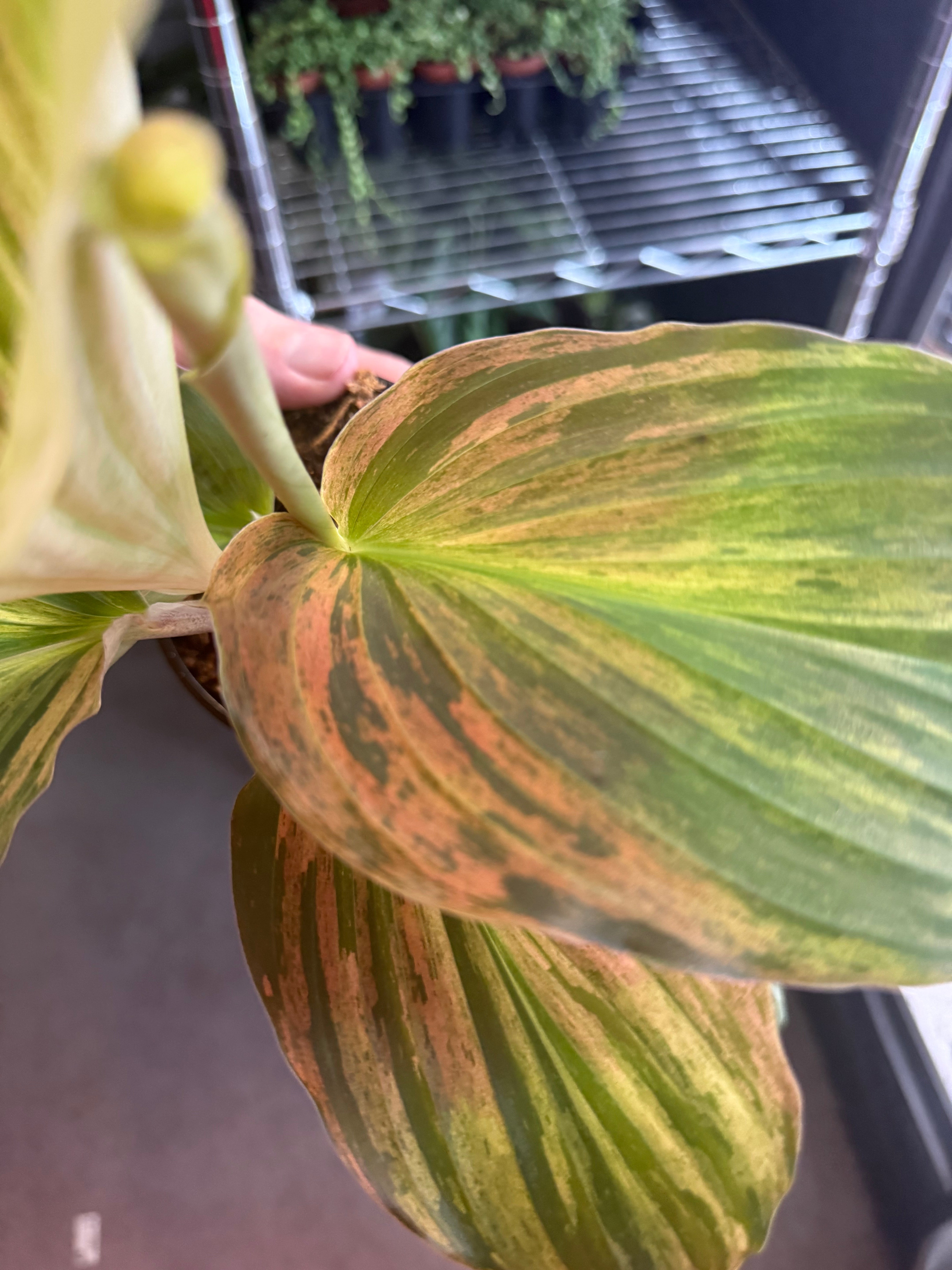 Kaempferia Jungle Rose 4" Grower's Choice - Jacksbs