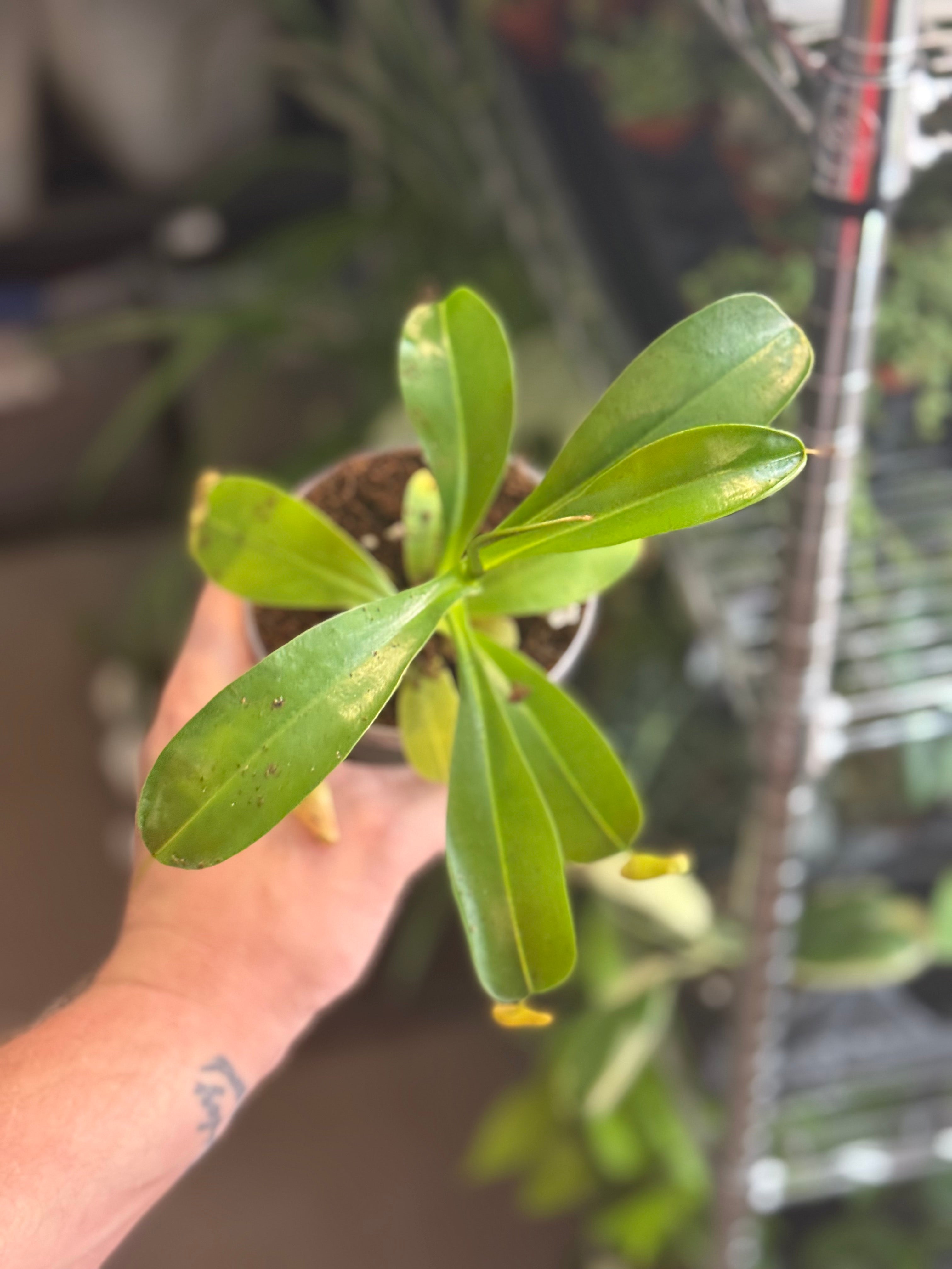 Nepenthes Alata 4" Growers Choice - Jacksbs