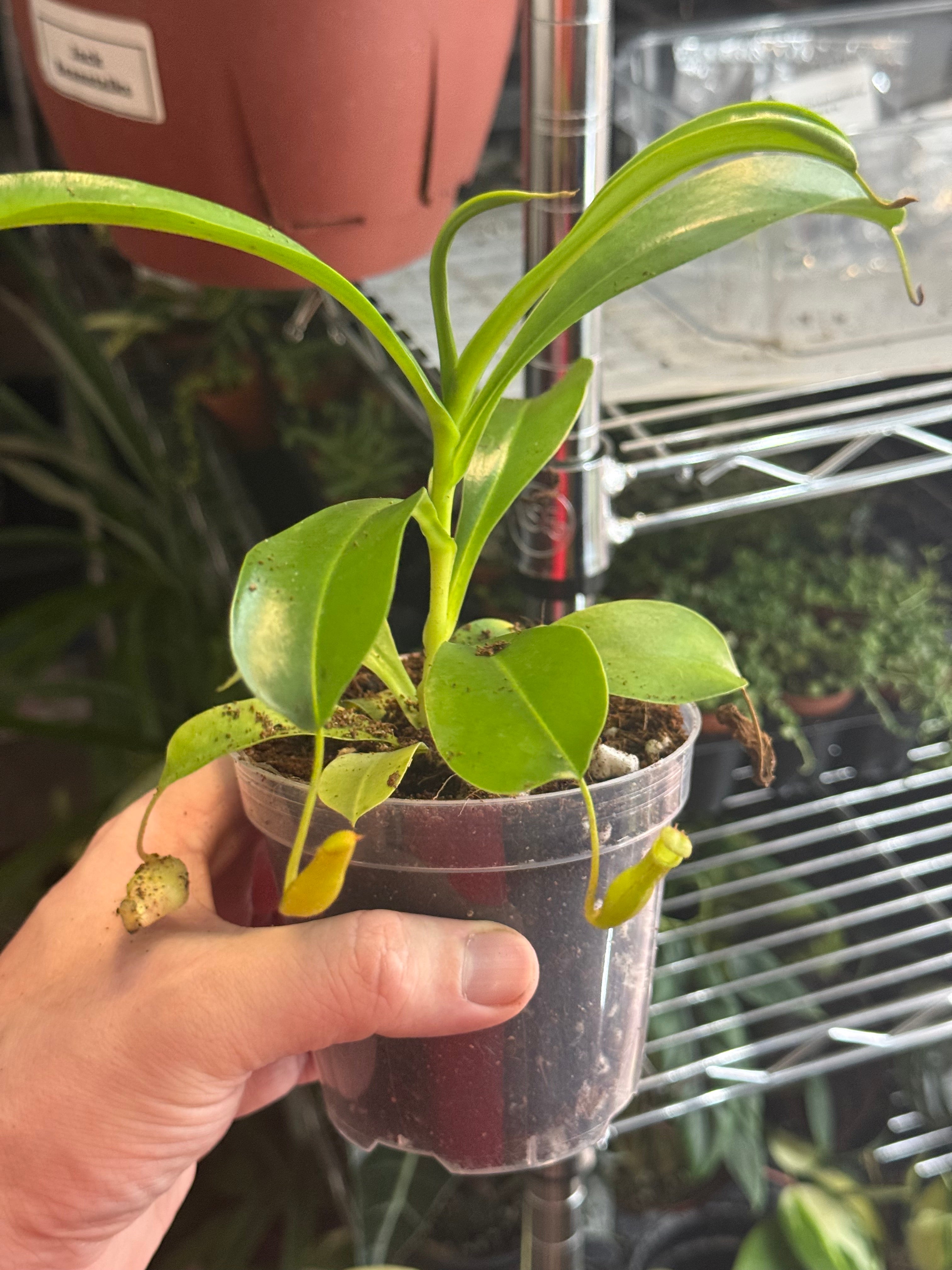Nepenthes Alata 4" Growers Choice - Jacksbs