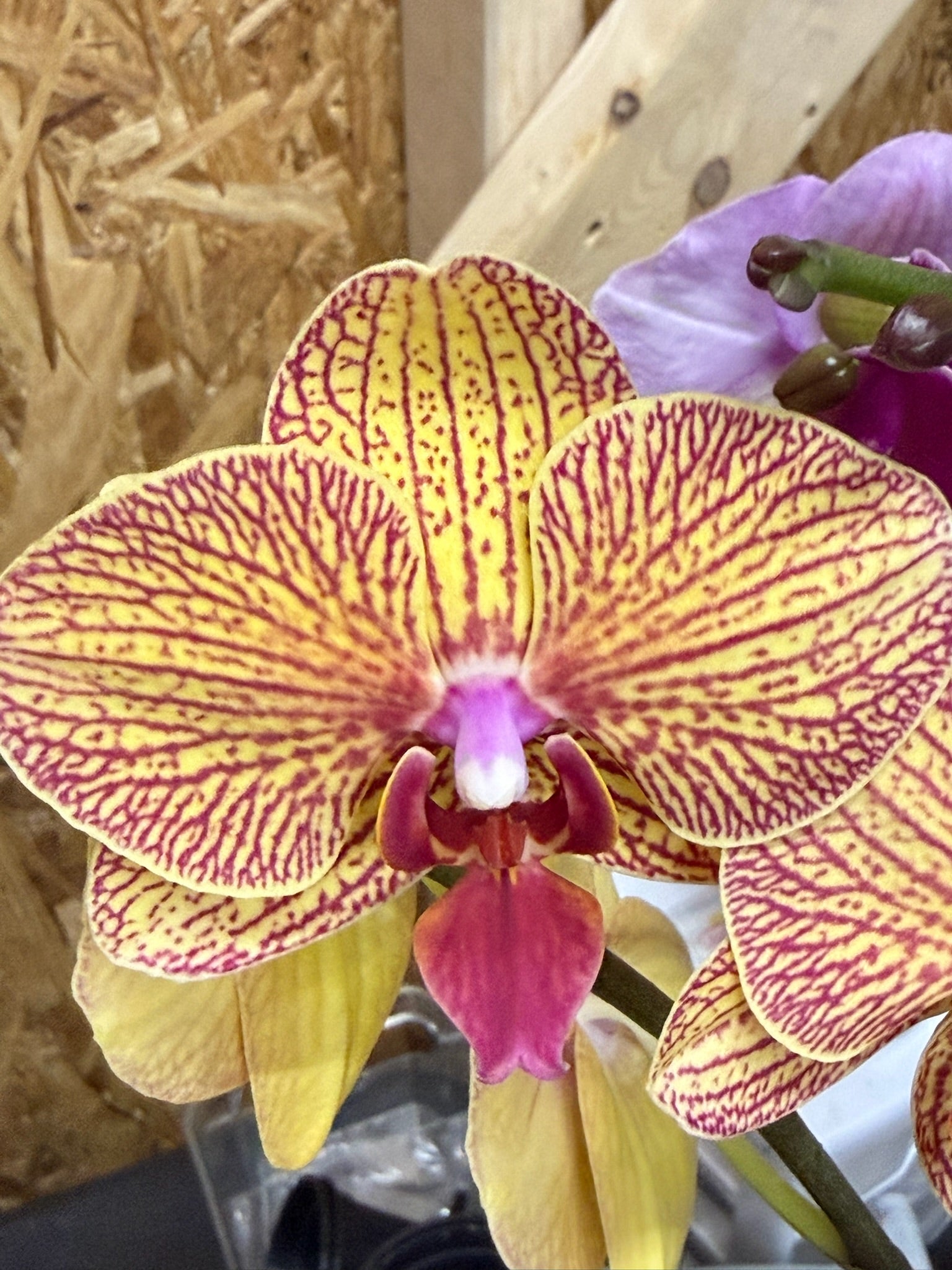 Phalaenopsis Orchid 4" Growers Choice