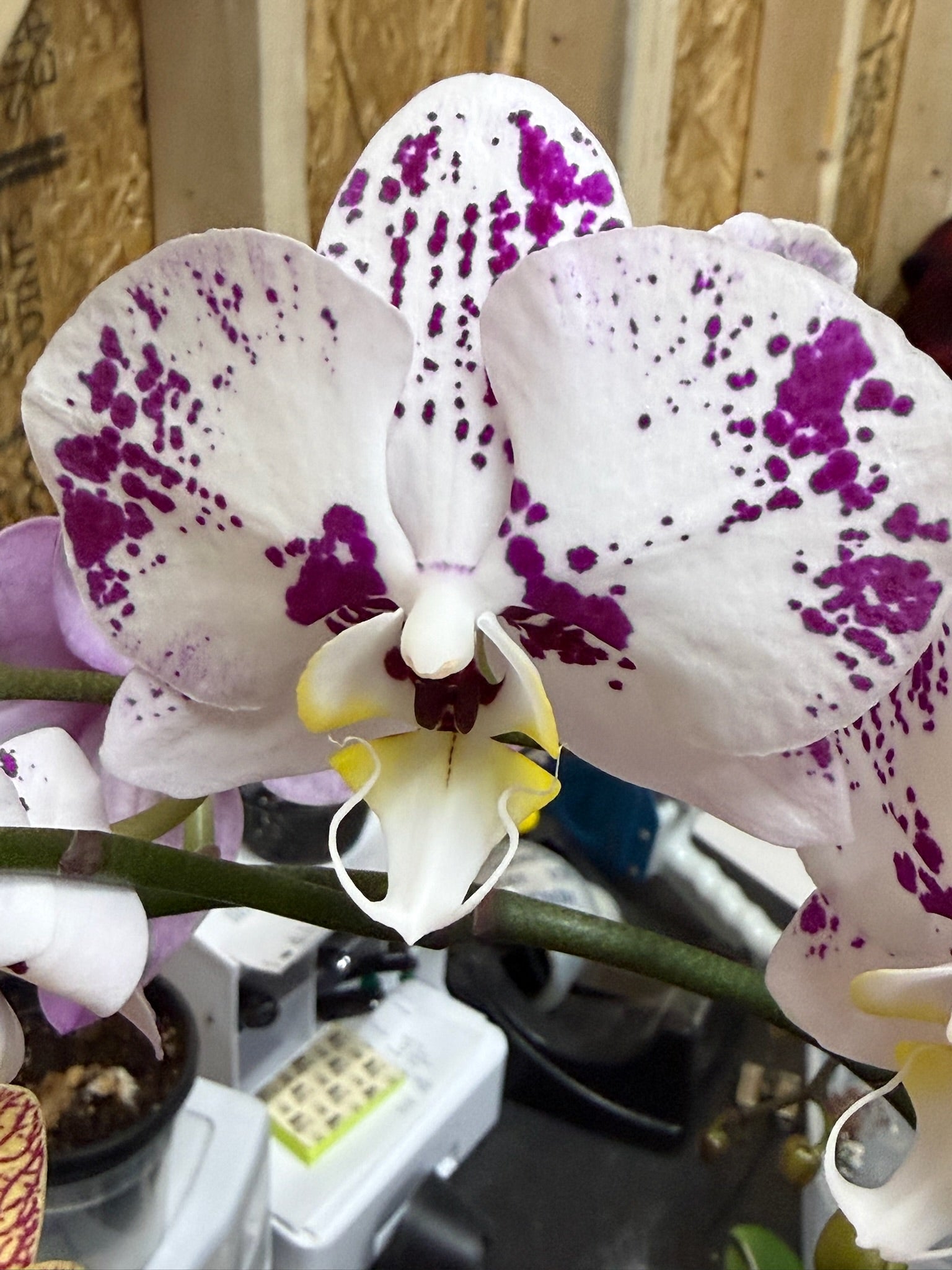 Phalaenopsis Orchid 4" Growers Choice