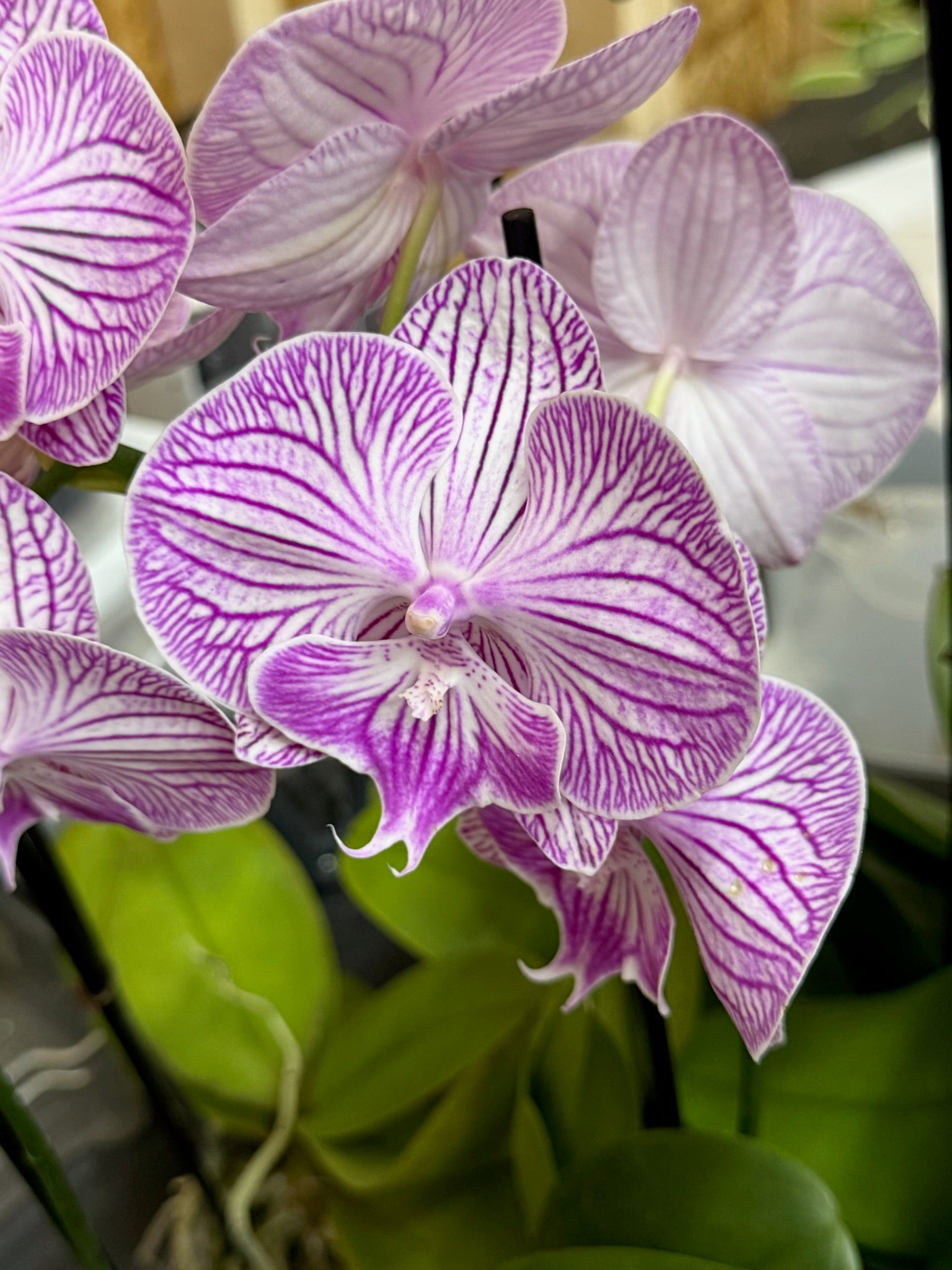 Phalaenopsis Orchid 4" Growers Choice