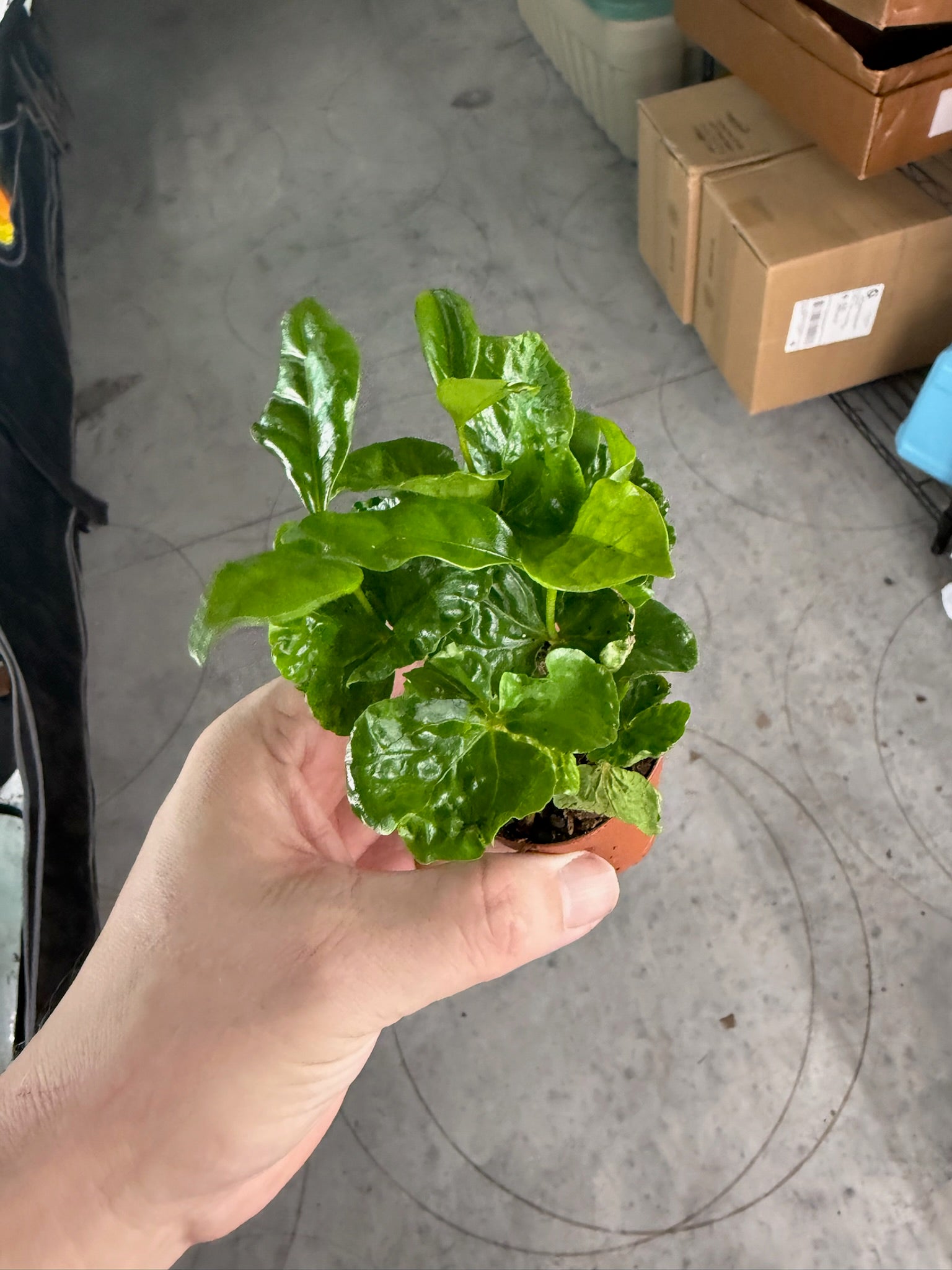 Coffee Plant Arabica 2" Growers Choice