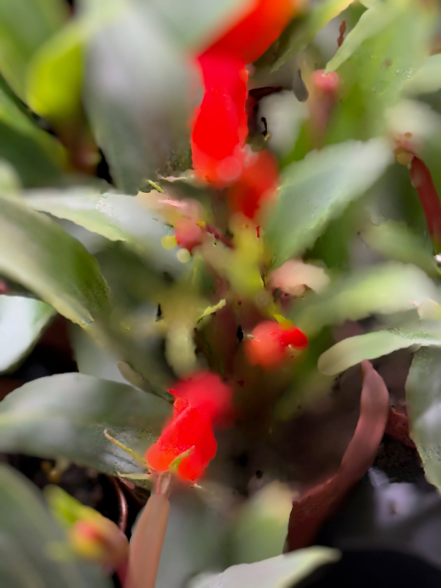 Bolivian Sunset 2" Grower's Choice