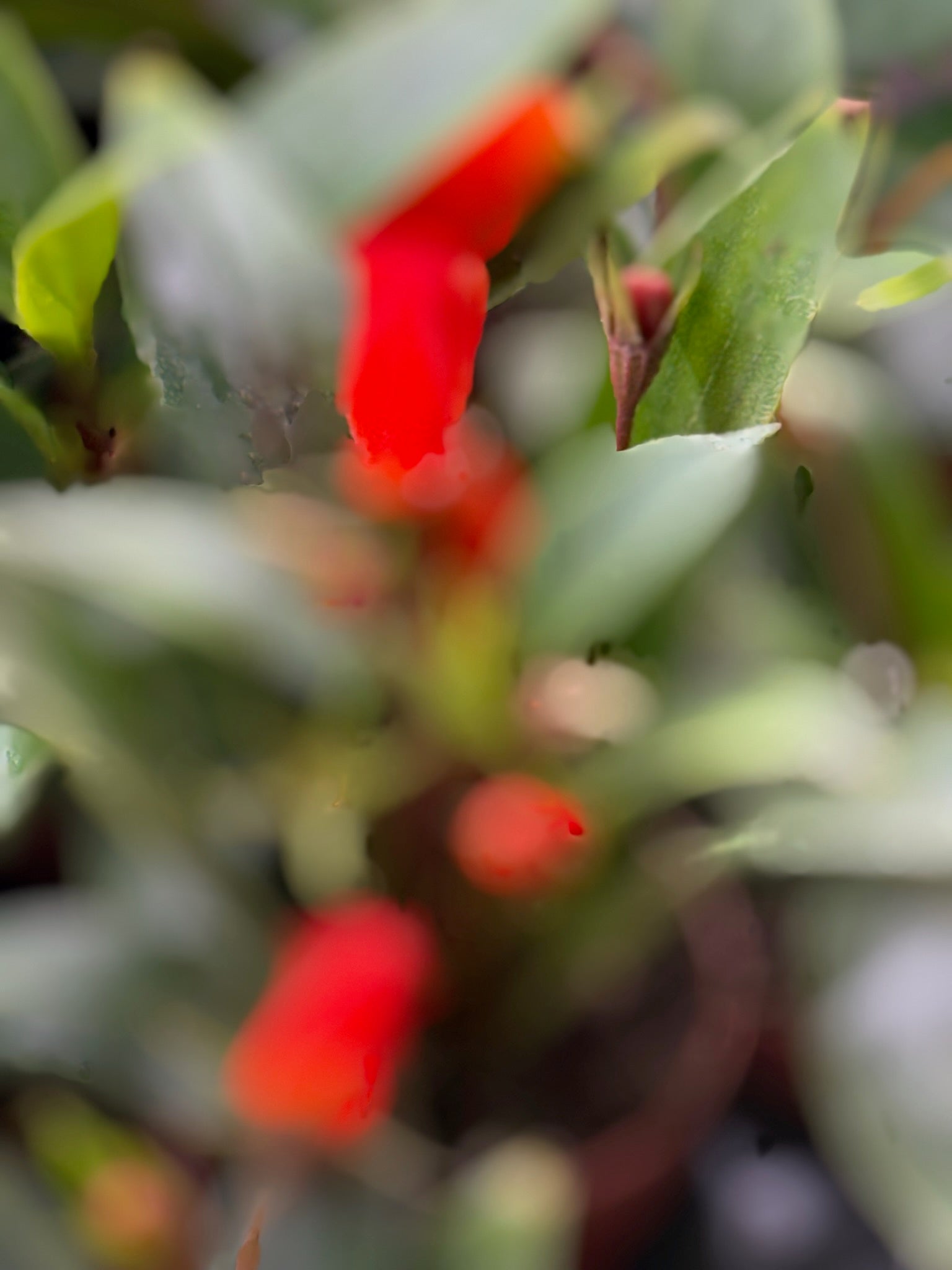 Bolivian Sunset 2" Grower's Choice