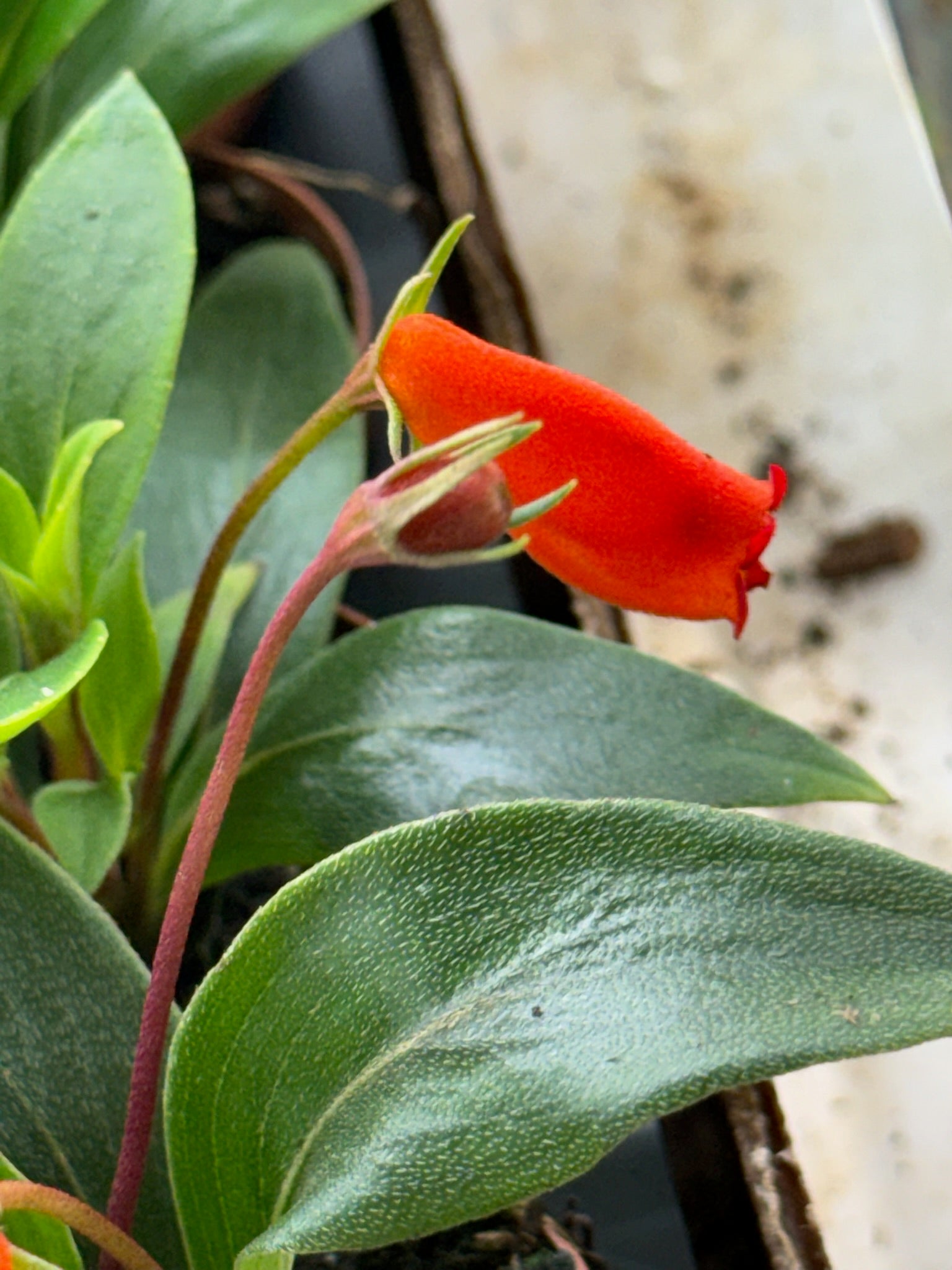 Bolivian Sunset 2" Grower's Choice