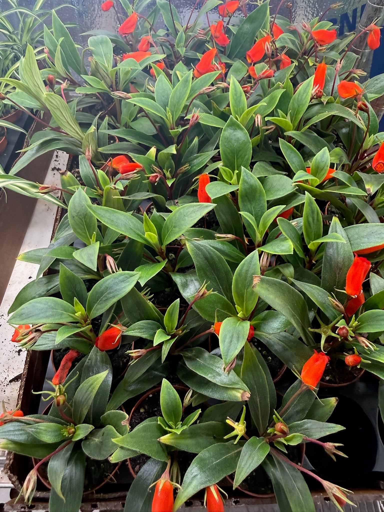 Bolivian Sunset 2" Grower's Choice