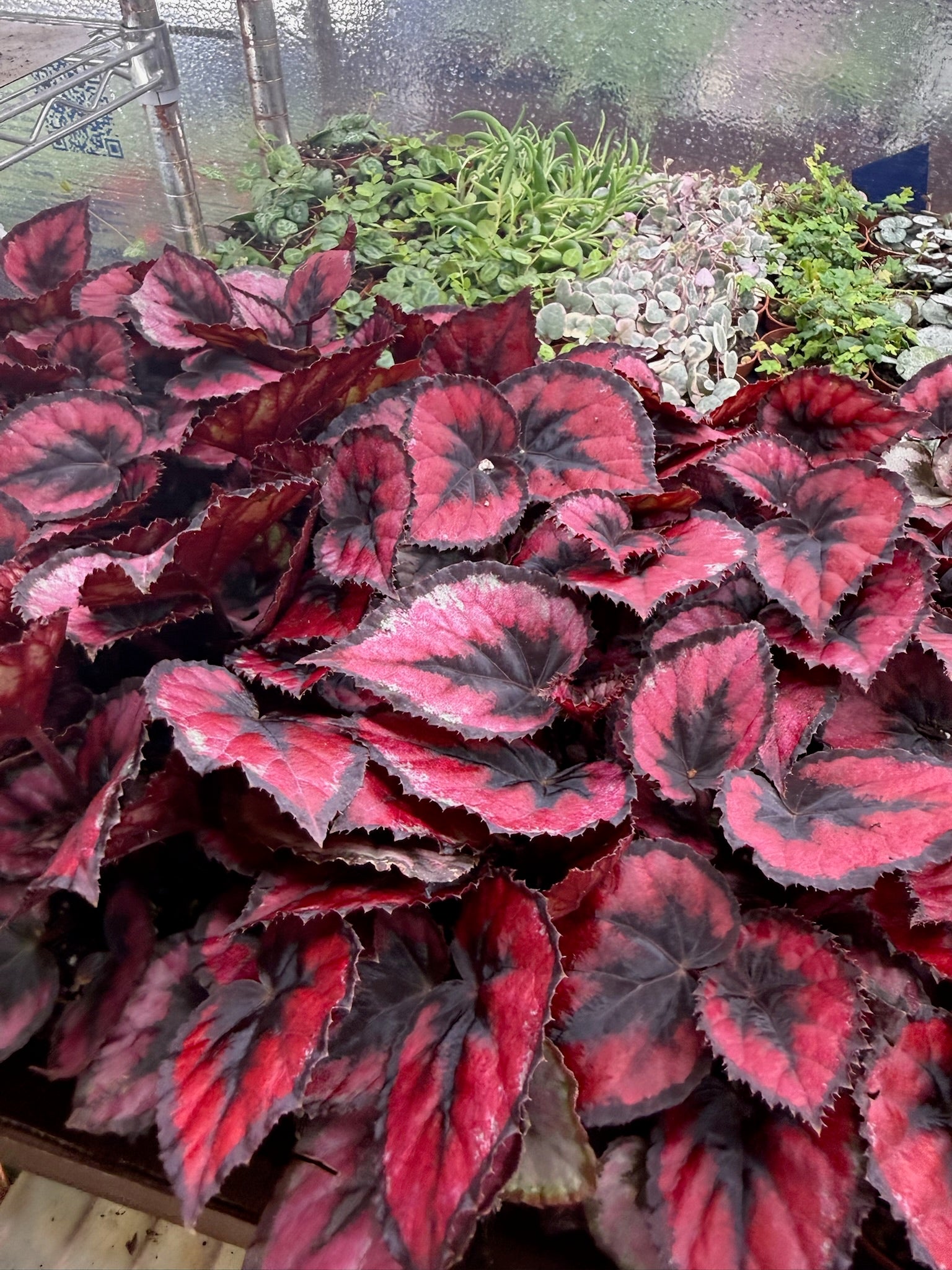 Begonia Red Kiss 2" Grower's Choice