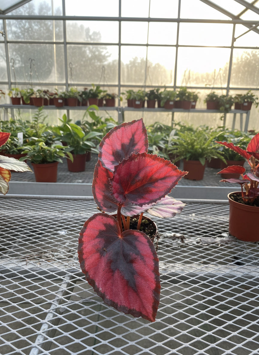 Begonia Red Kiss 2" Grower's Choice