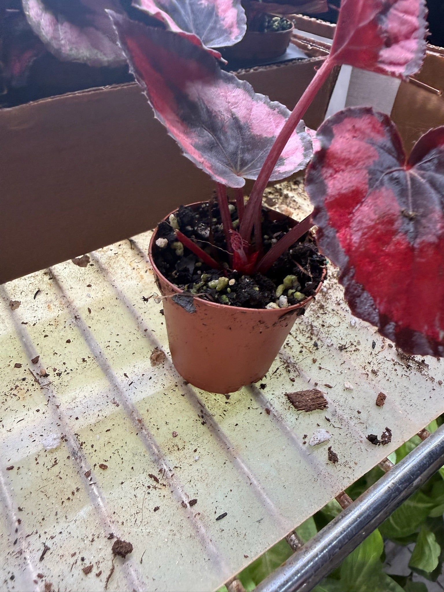 Begonia Red Kiss 2" Grower's Choice