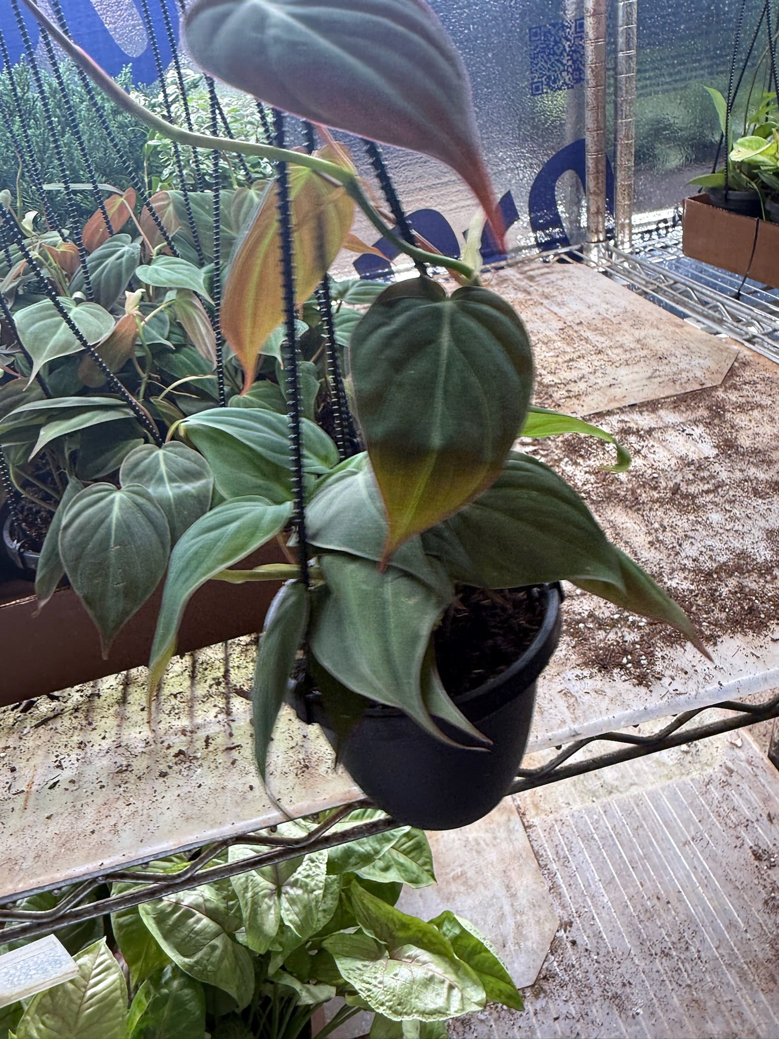 Philodendron Micans Hanging Basket 4"