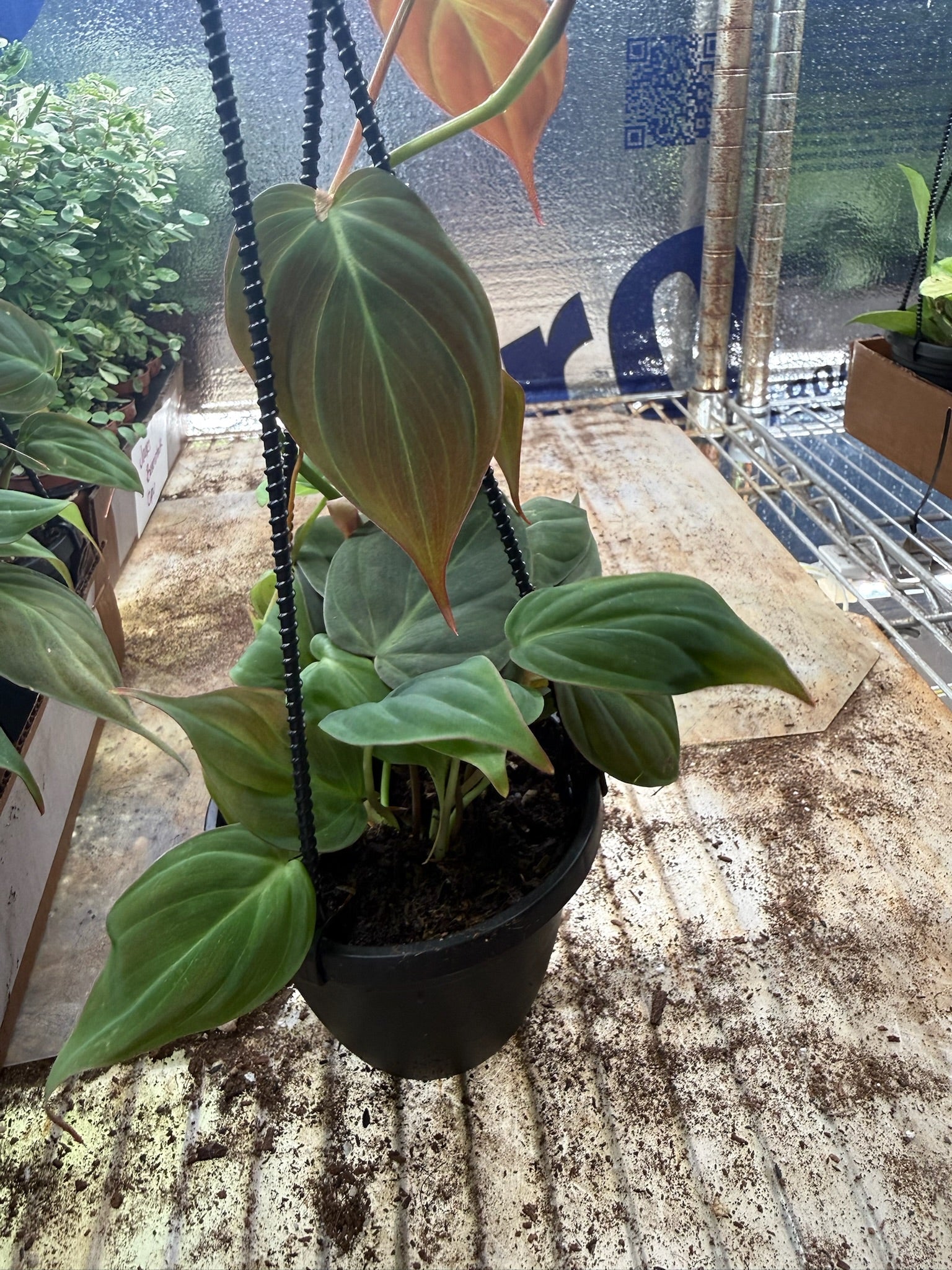 Philodendron Micans Hanging Basket 4"