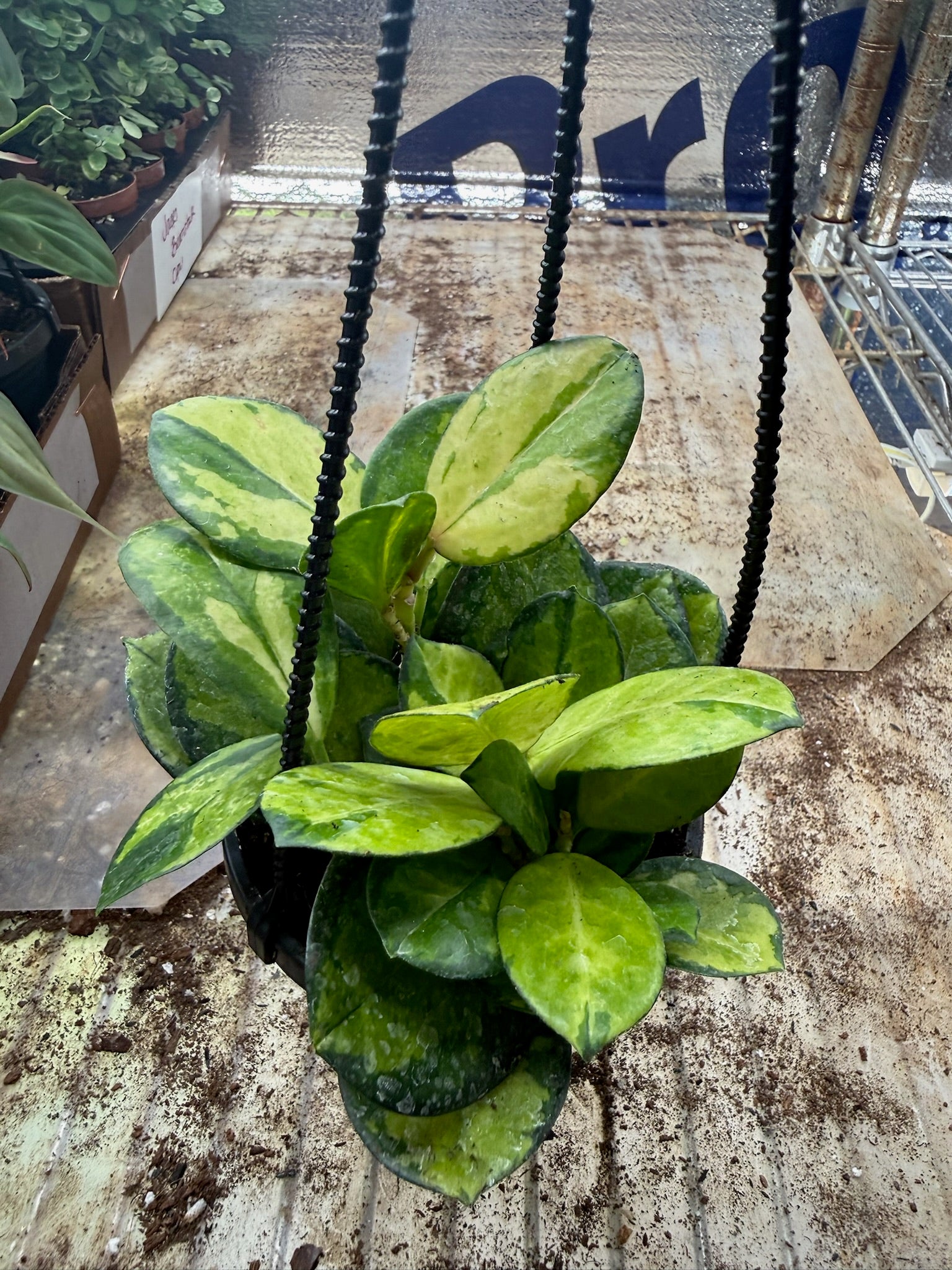 Assorted Hoya Hanging Basket Grower's Choice 4"