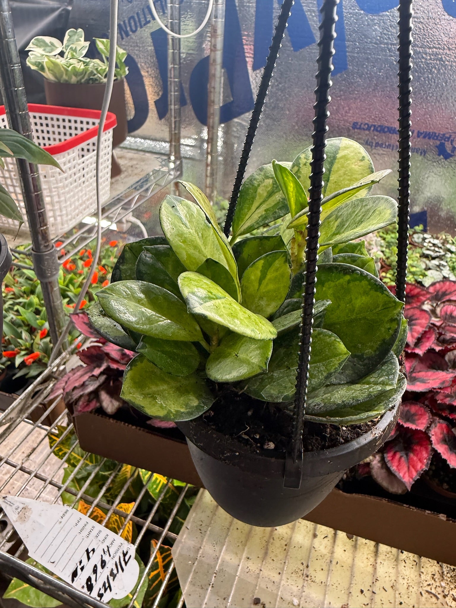 Assorted Hoya Hanging Basket Grower's Choice 4"