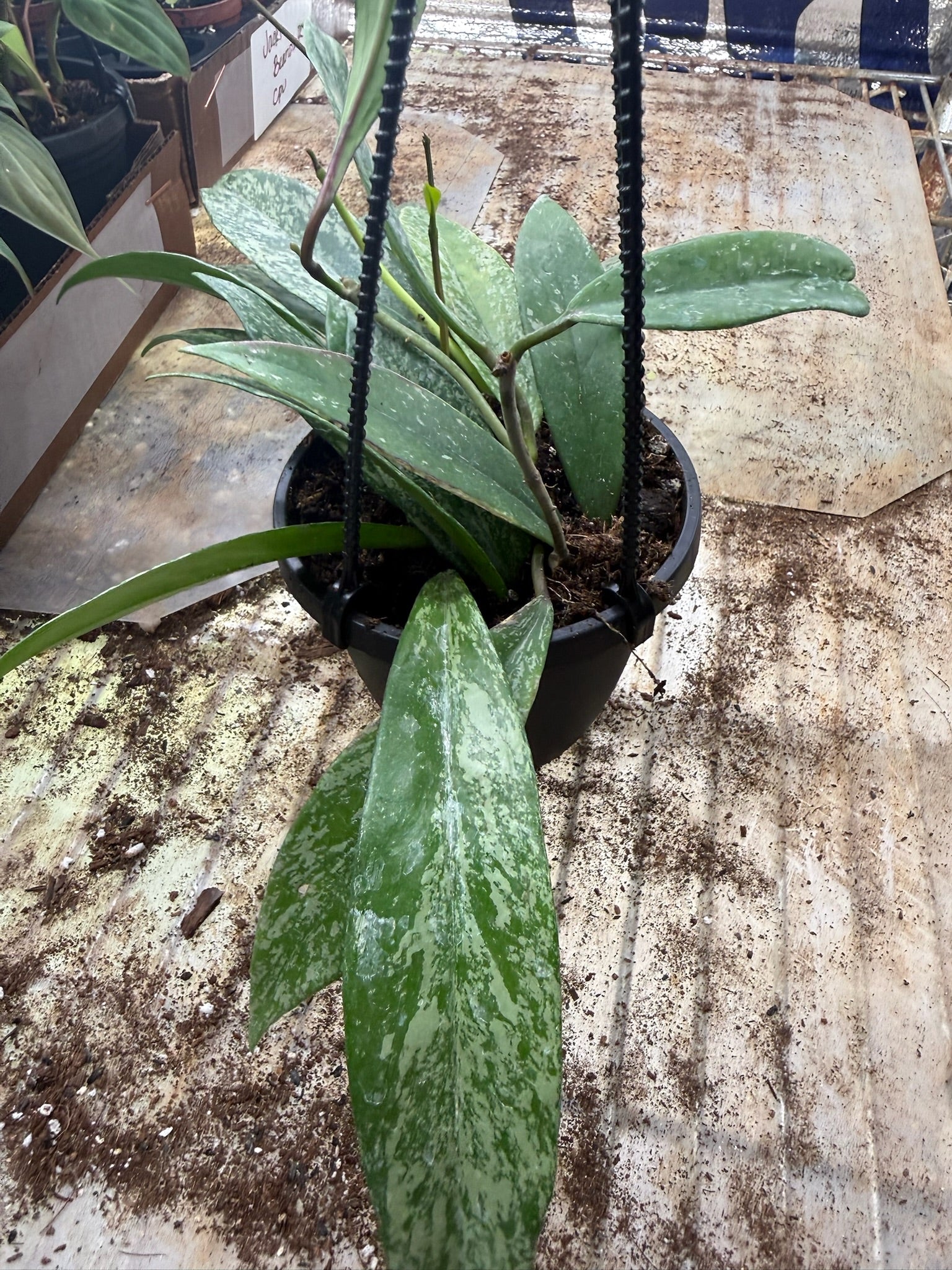 Assorted Hoya Hanging Basket Grower's Choice 4"