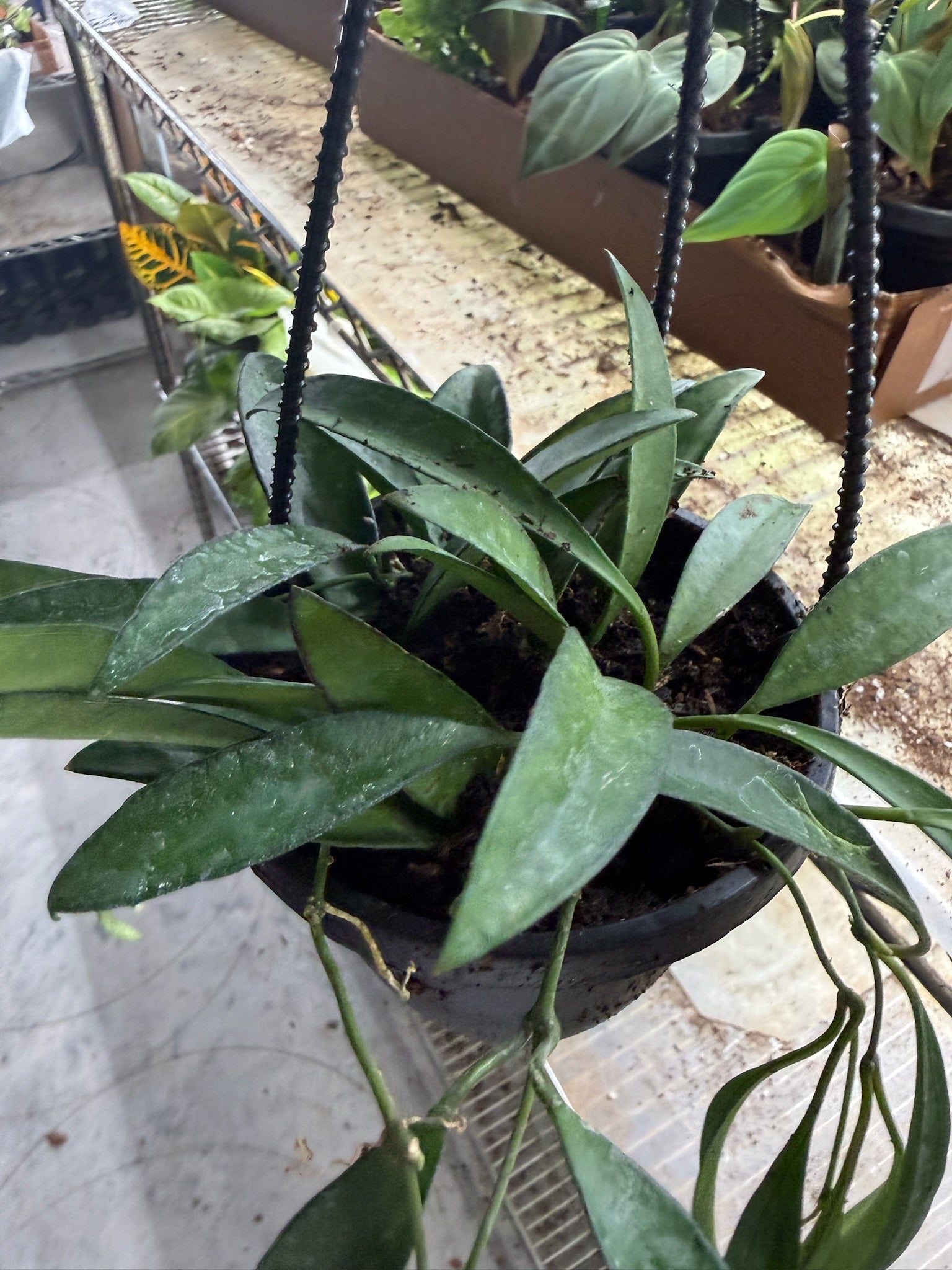 Assorted Hoya Hanging Basket Grower's Choice 4"