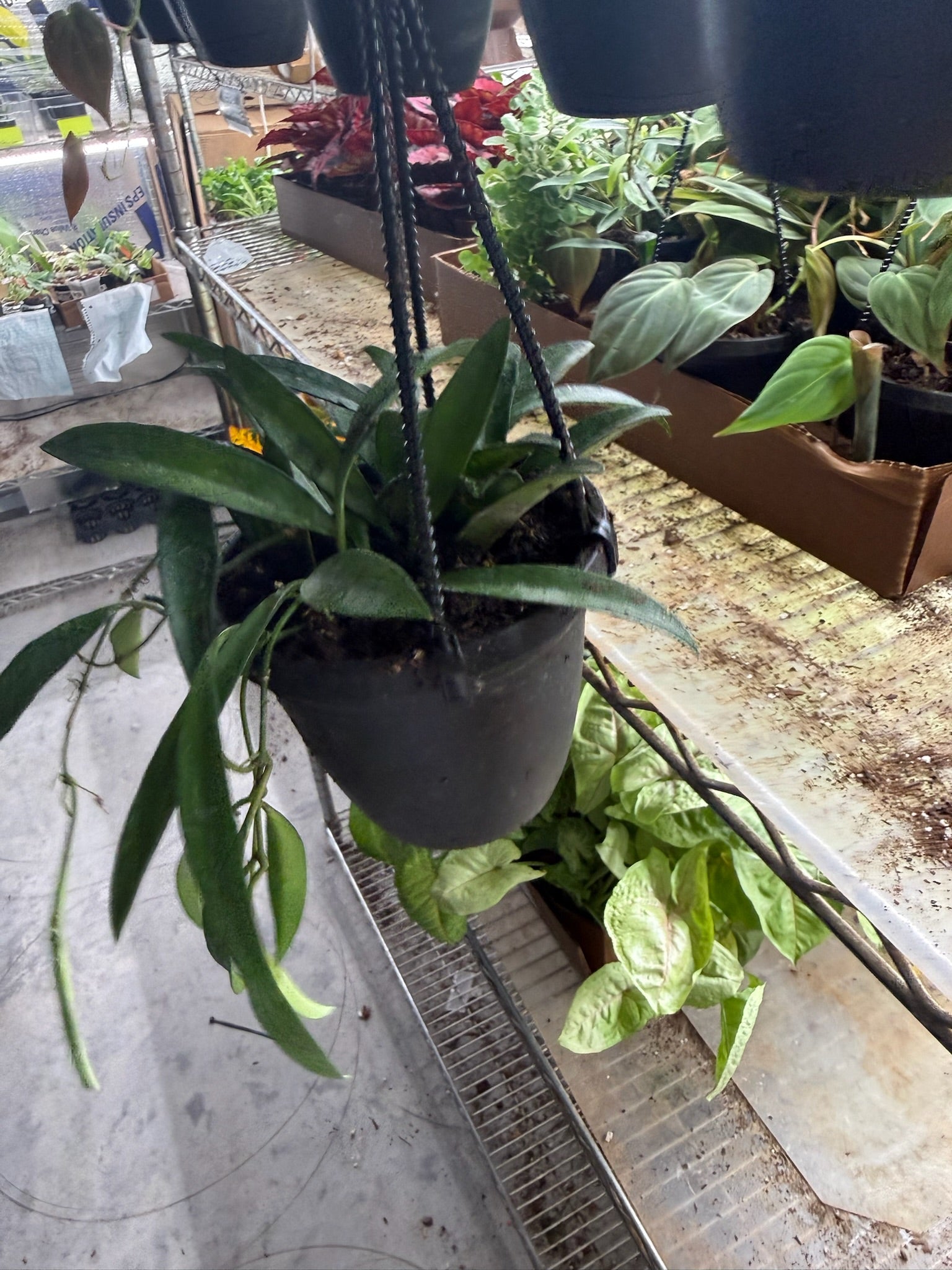 Assorted Hoya Hanging Basket Grower's Choice 4"