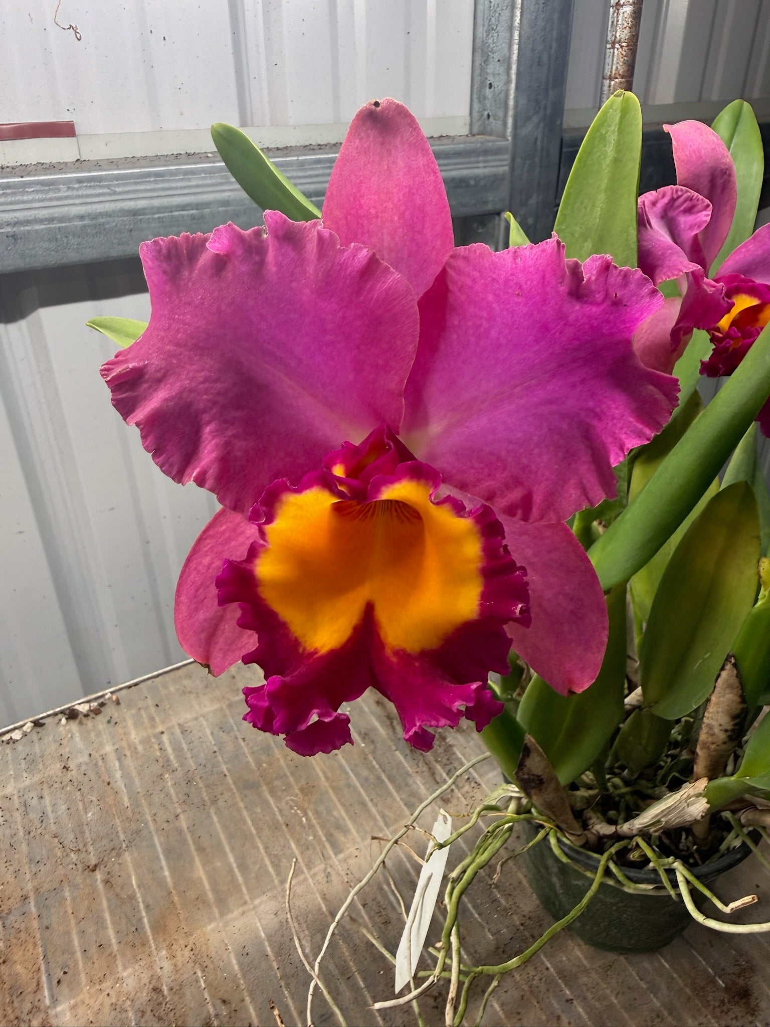 Cattleya Orchid 6" Growers Choice