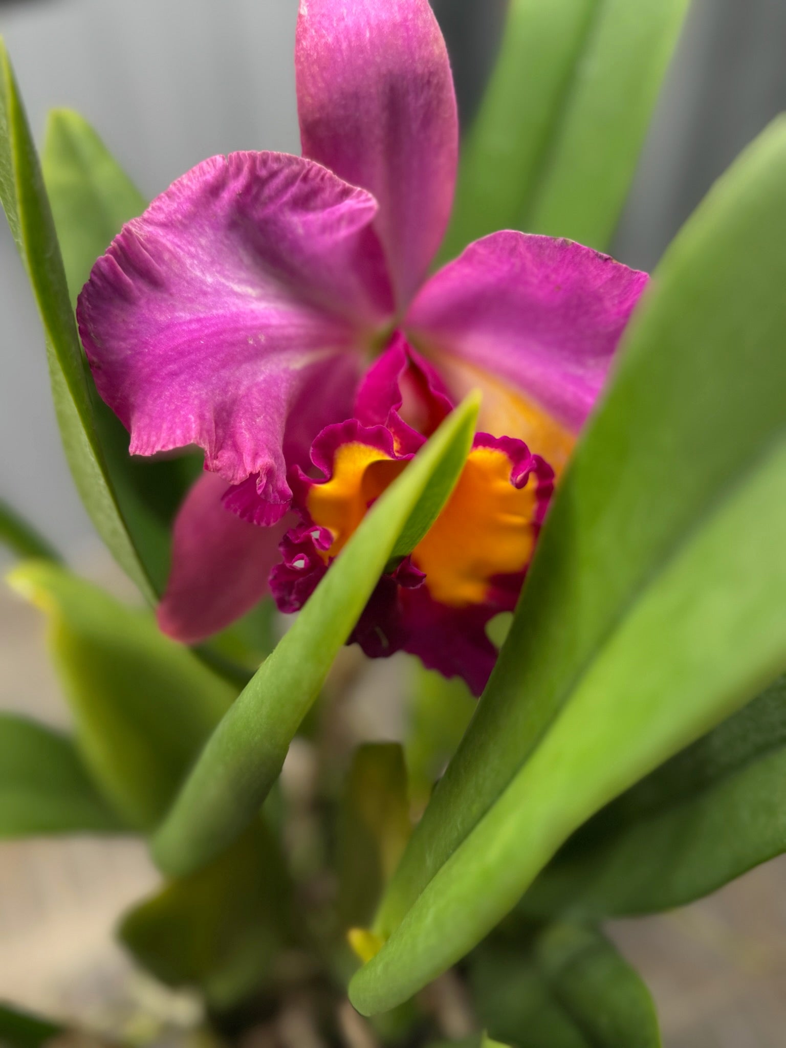 Cattleya Orchid 6" Growers Choice