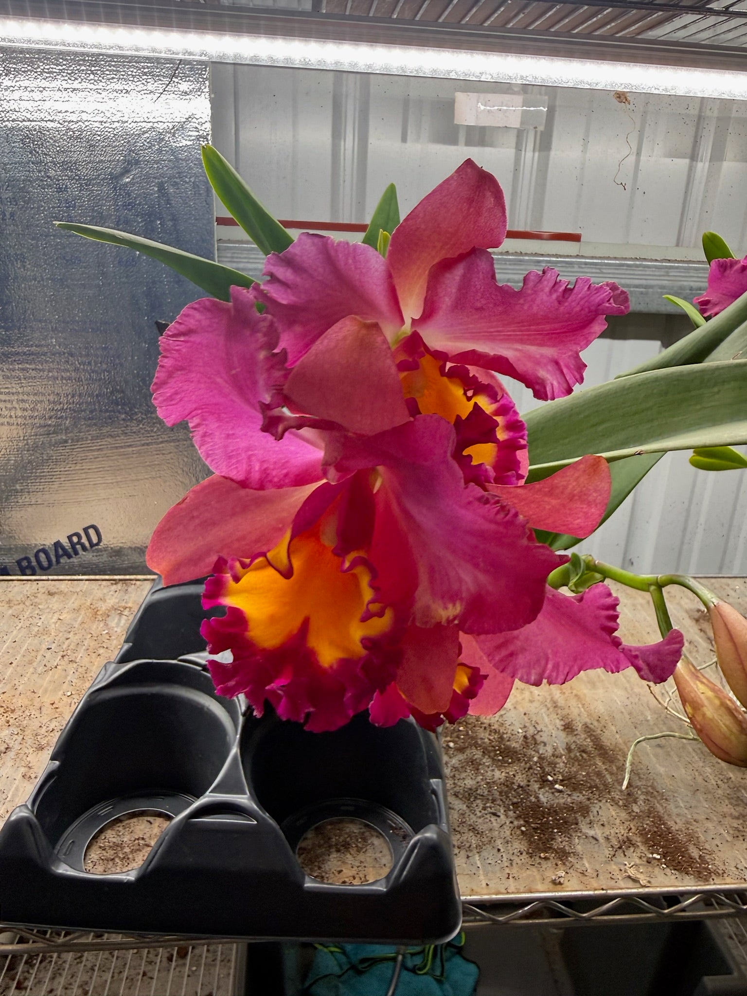 Cattleya Orchid 6" Growers Choice