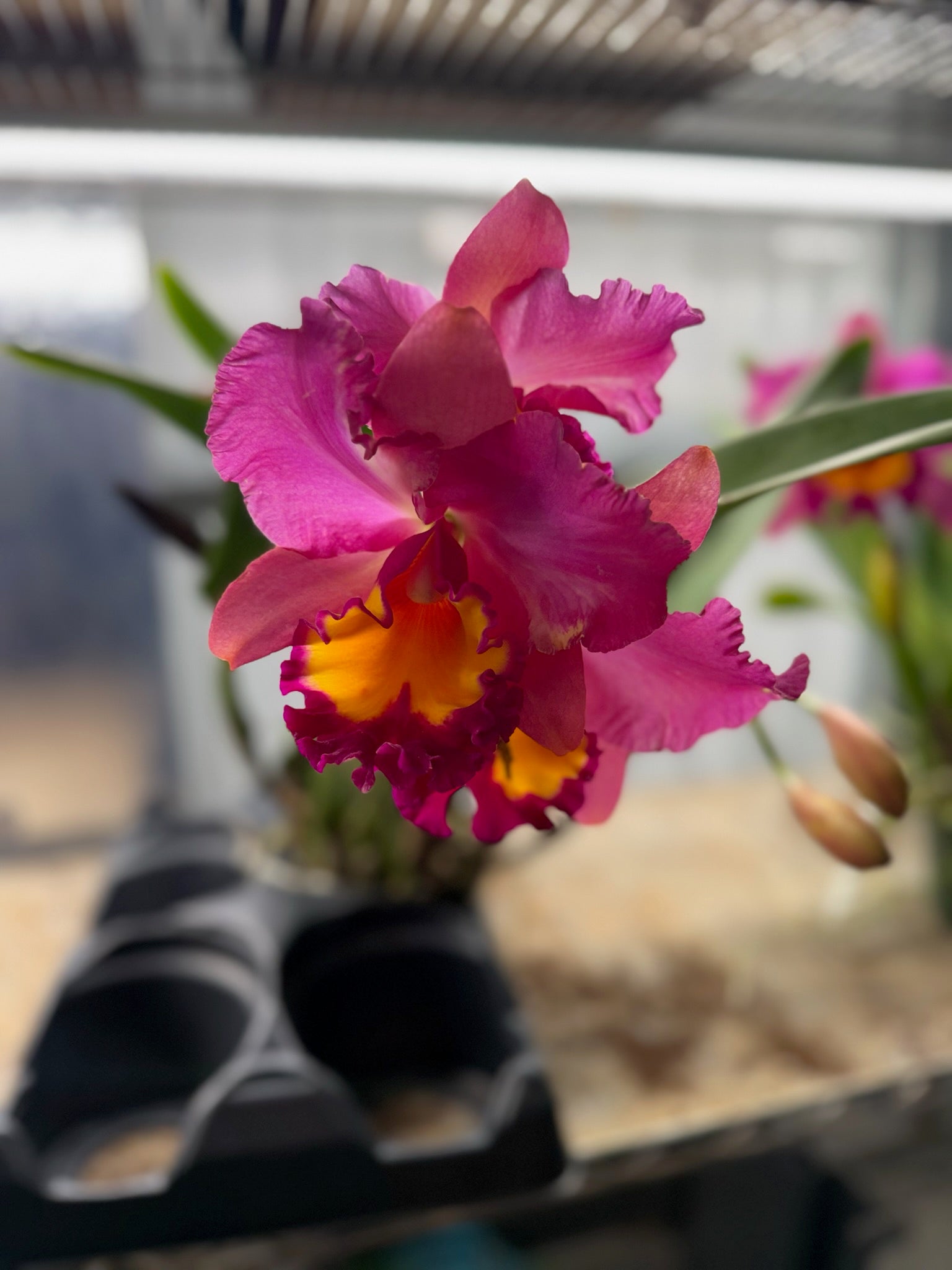 Cattleya Orchid 6" Growers Choice