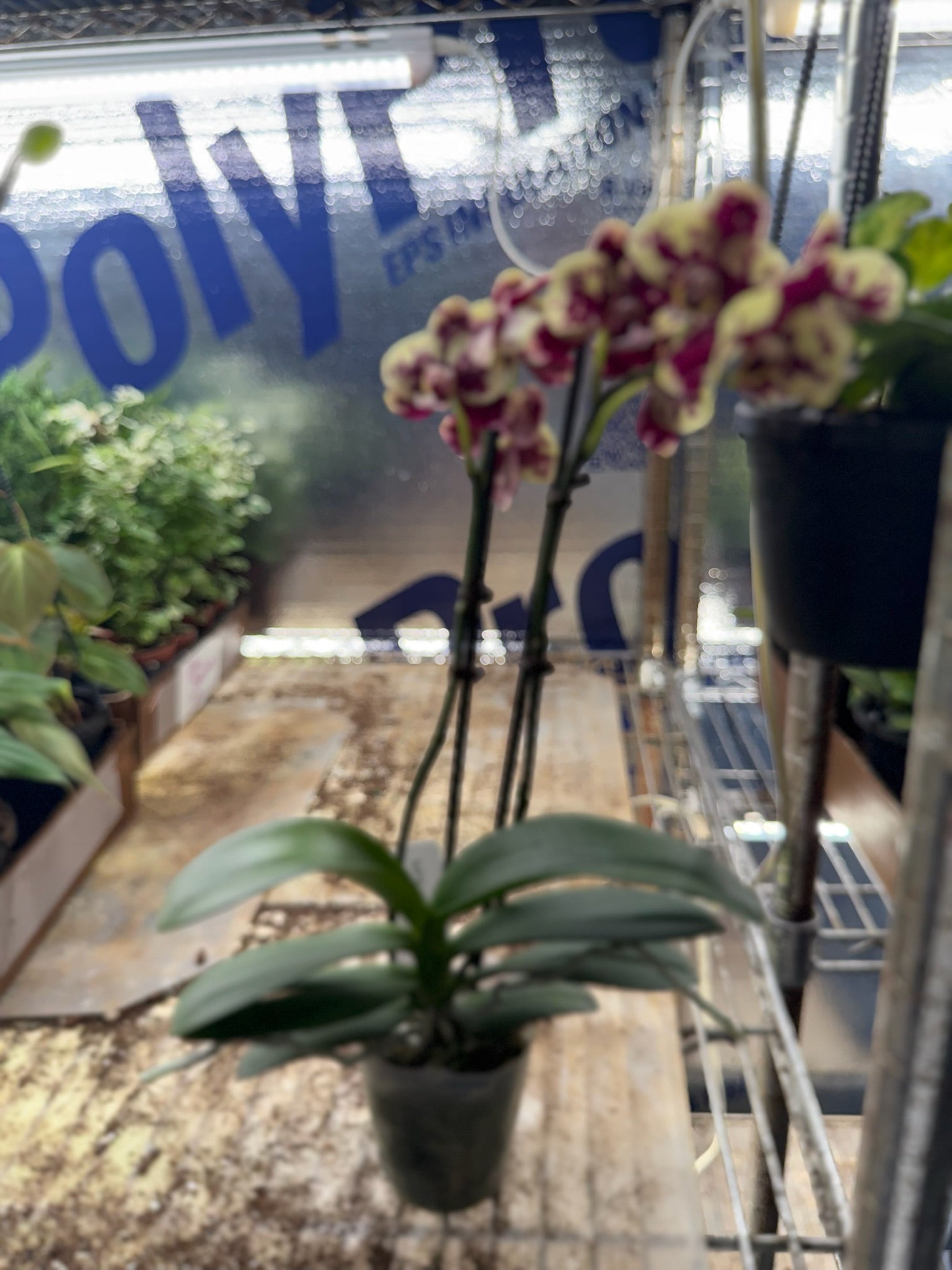 Phalaenopsis Orchid 4" Growers Choice