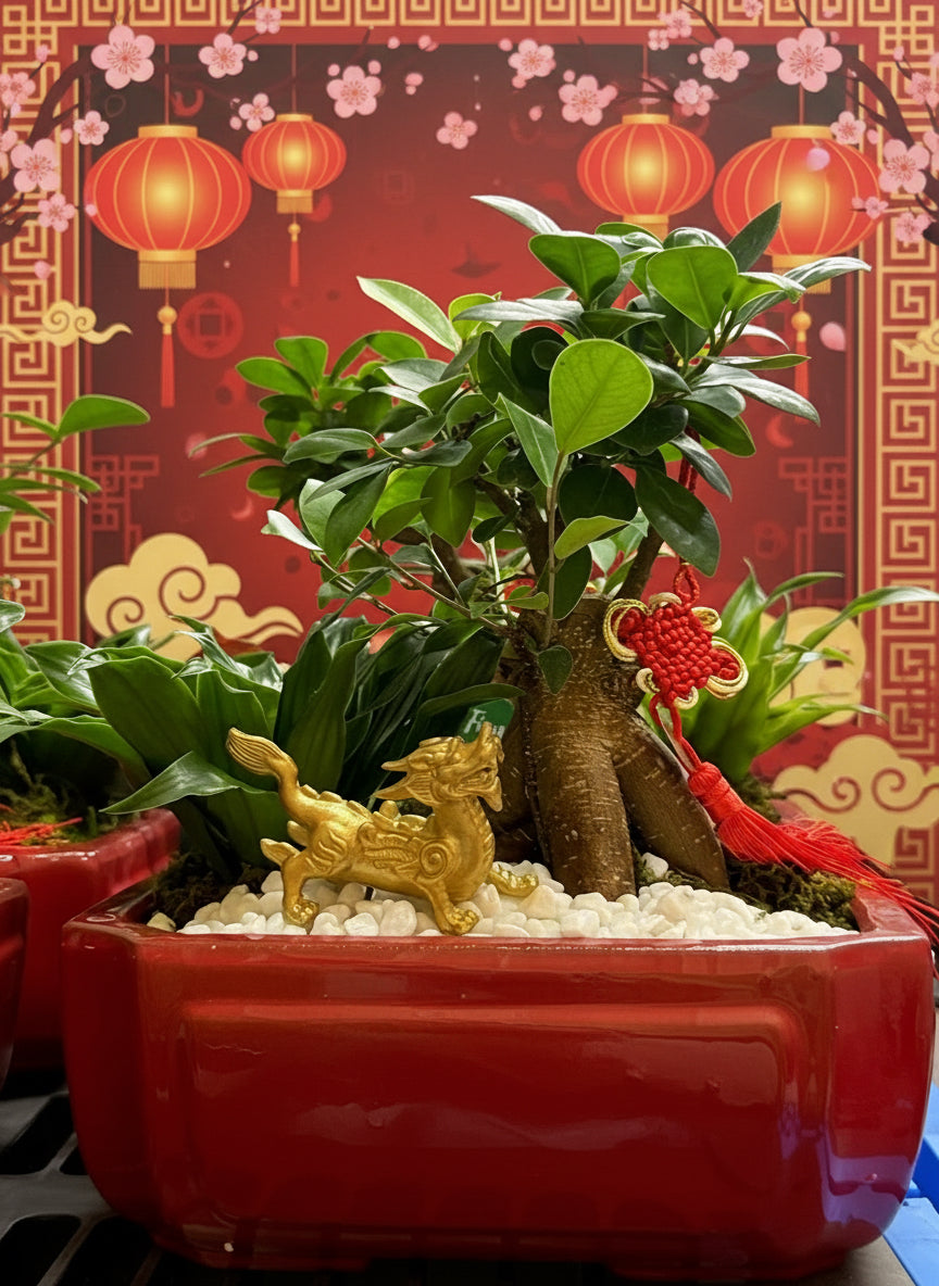 Chinese New Year 2026 Juniper Bonsai with Dracaena 8x10 ceramic
