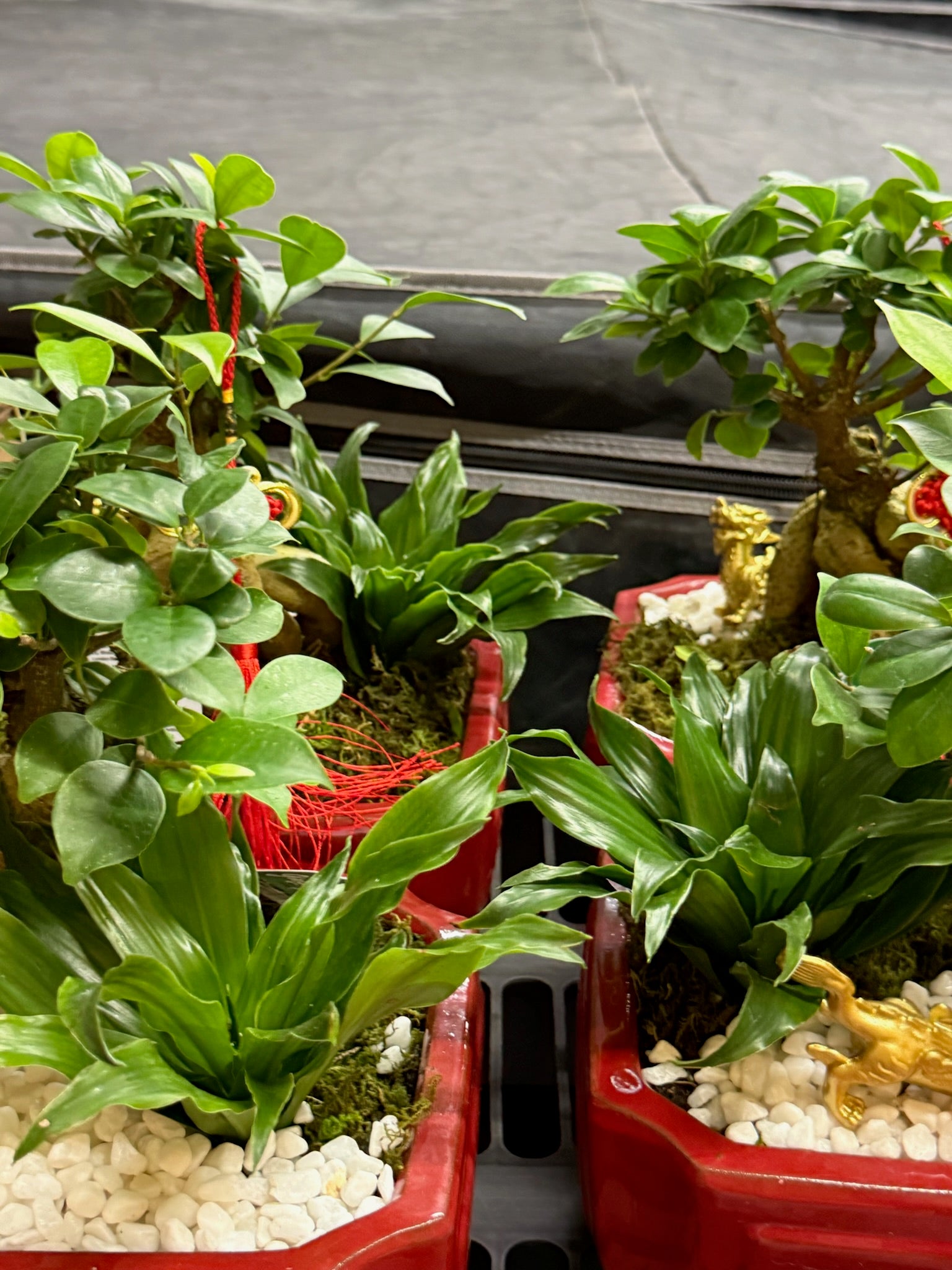 Chinese New Year 2026 Juniper Bonsai with Dracaena 8x10 ceramic