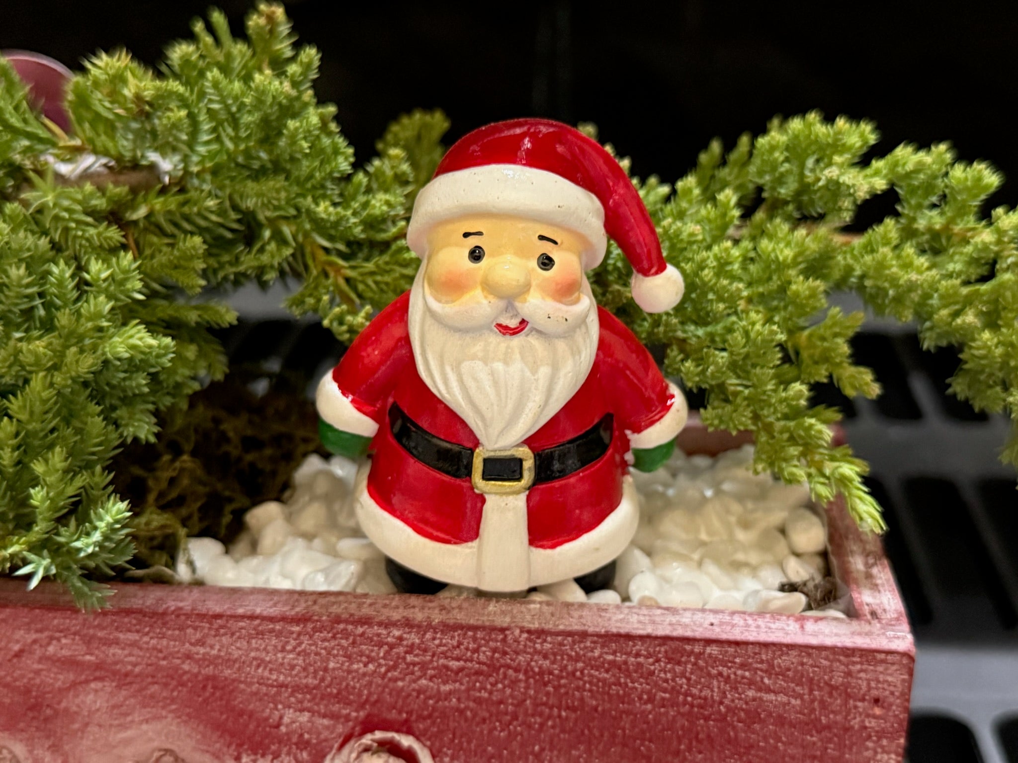 Holiday Juniper Bonsai drawer decor 4x10