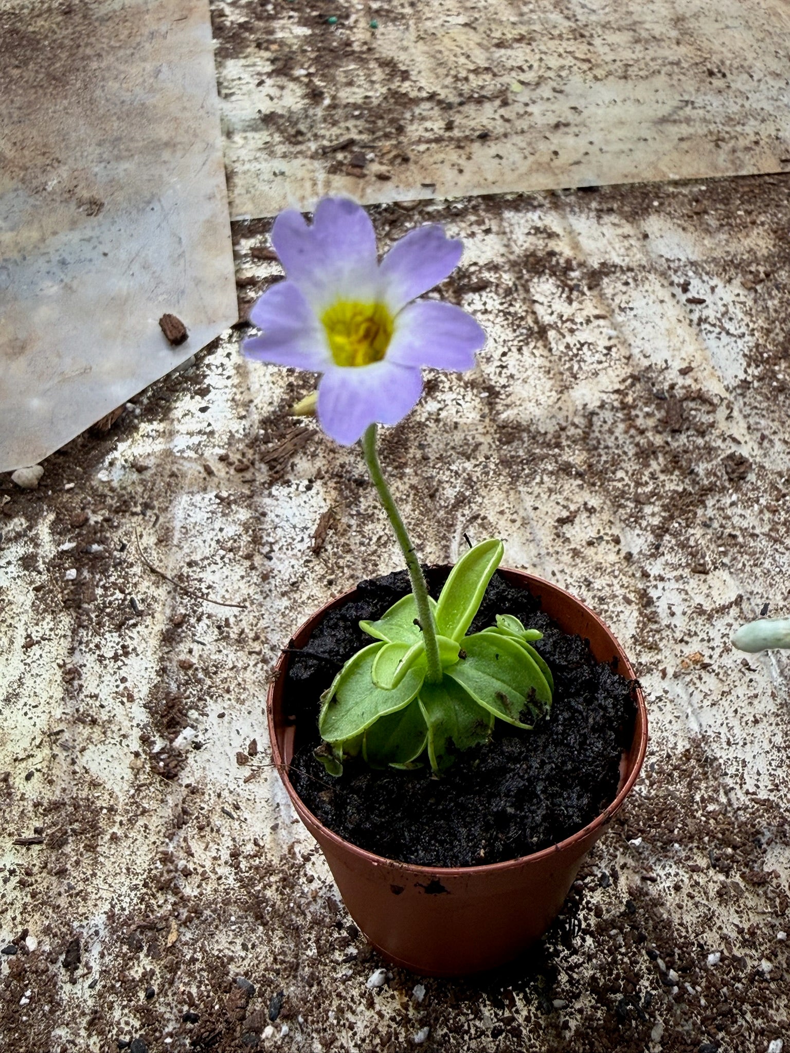 Butterwort Carnivorous plant 2" Grower's Choice