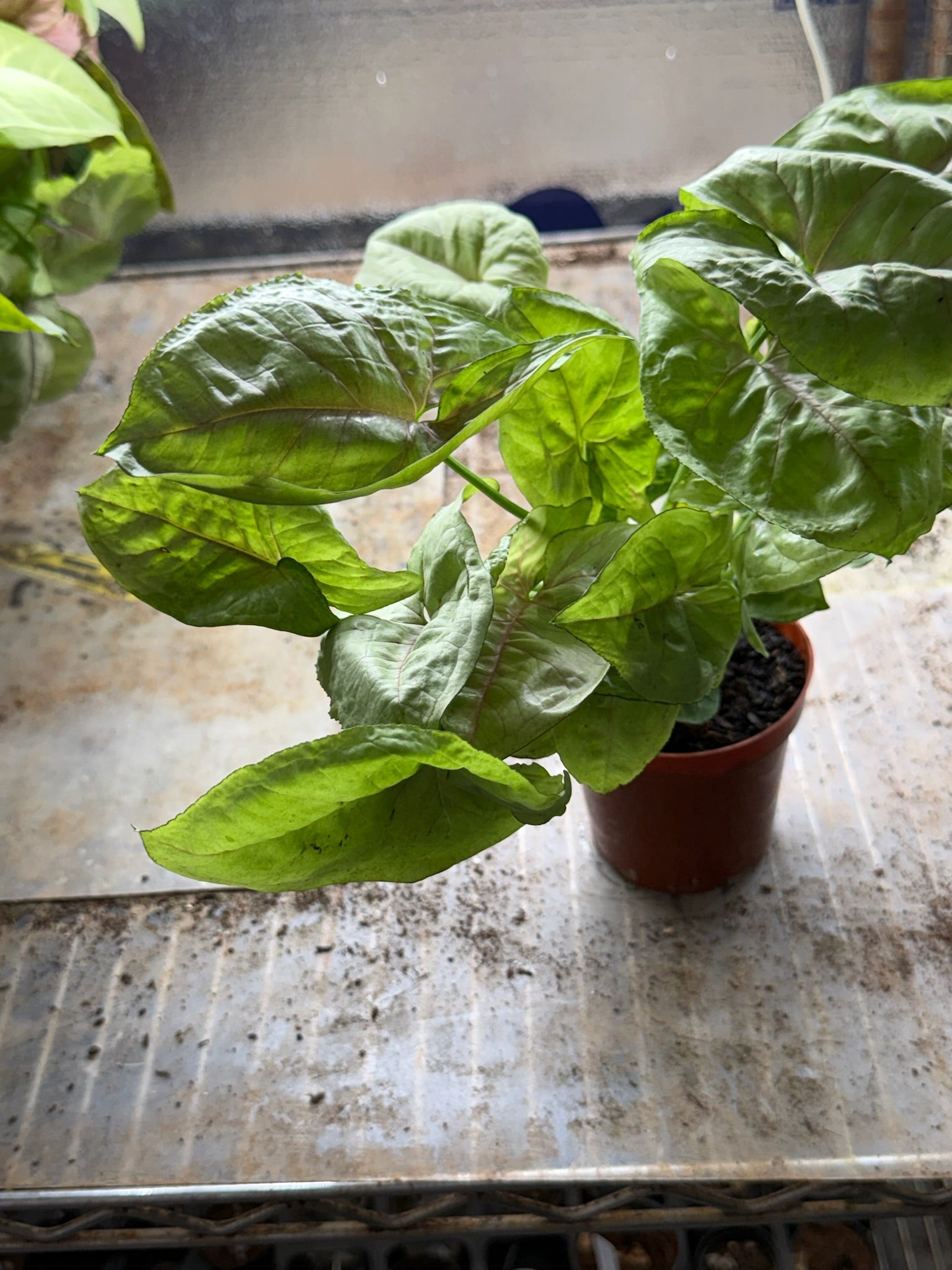 Assorted Grower's Choise Syngonium Large bushy 4"