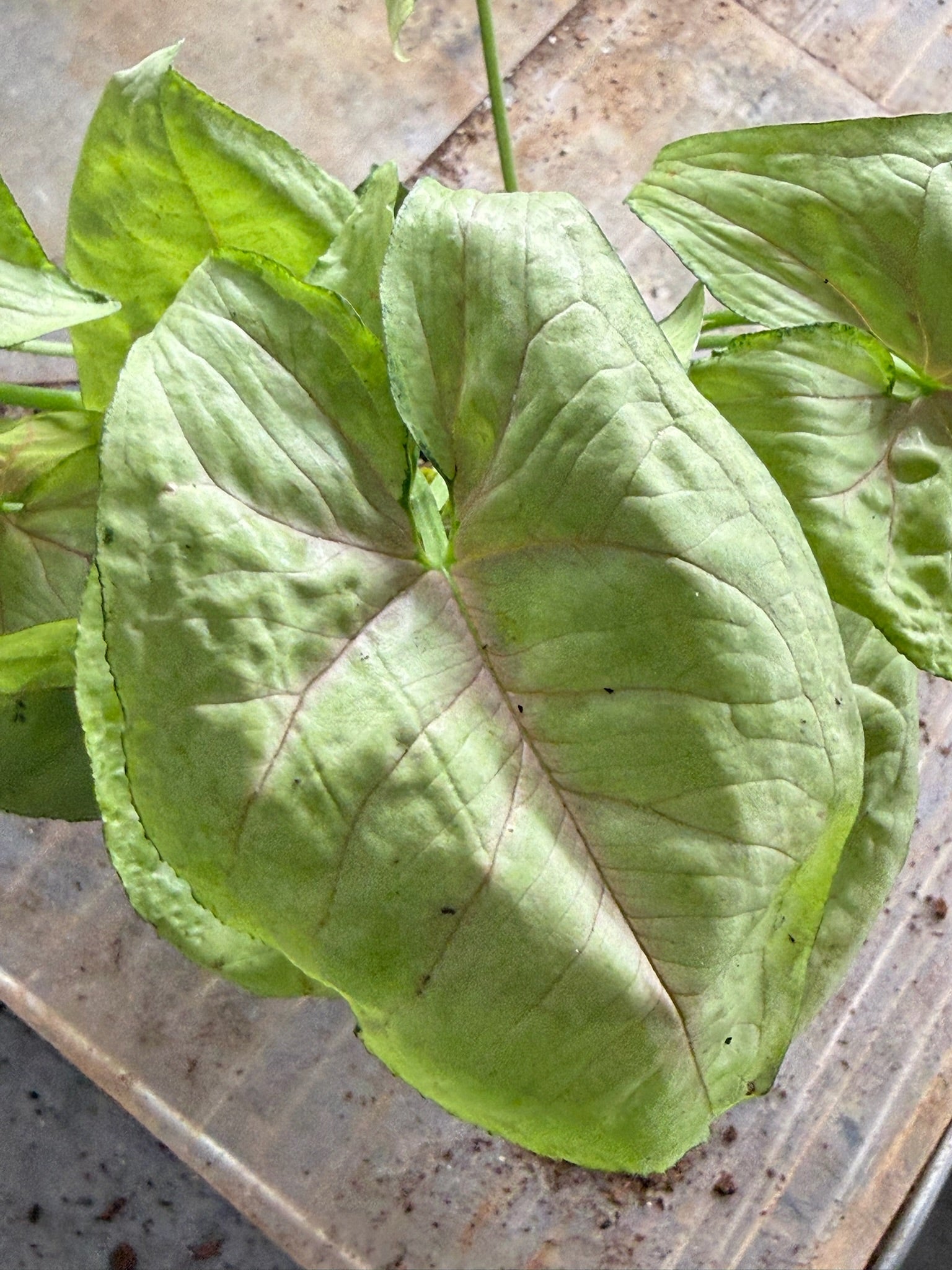 Assorted Grower's Choise Syngonium Large bushy 4"