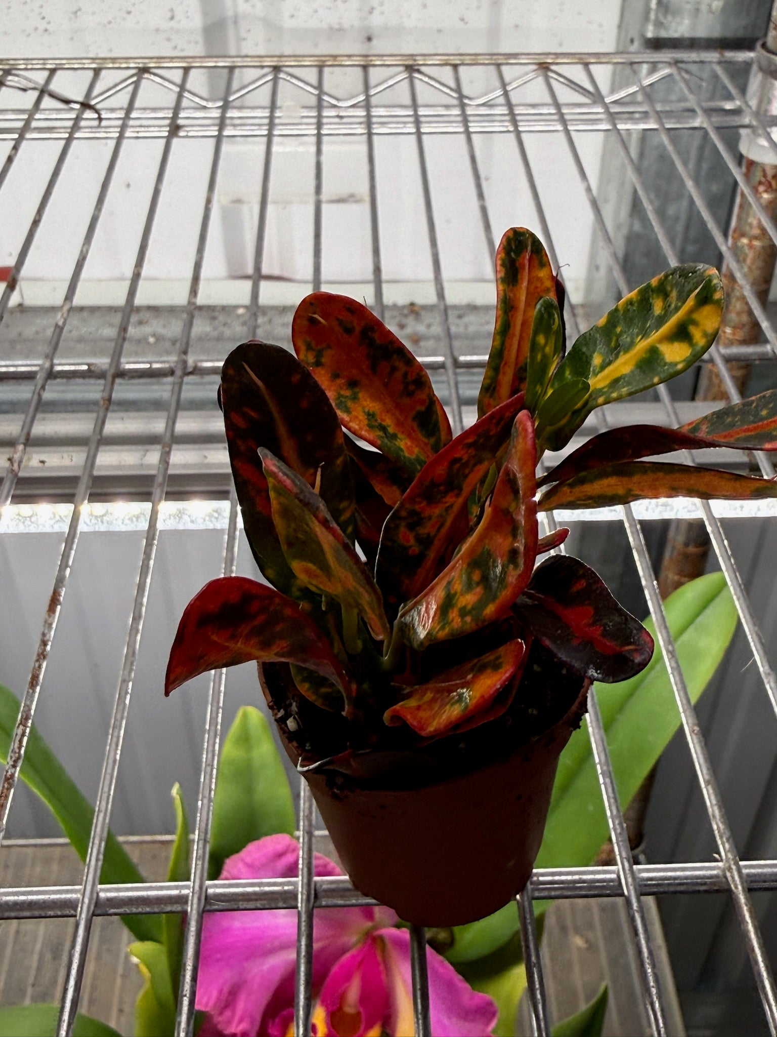 Croton Batik 2" Growers Choice