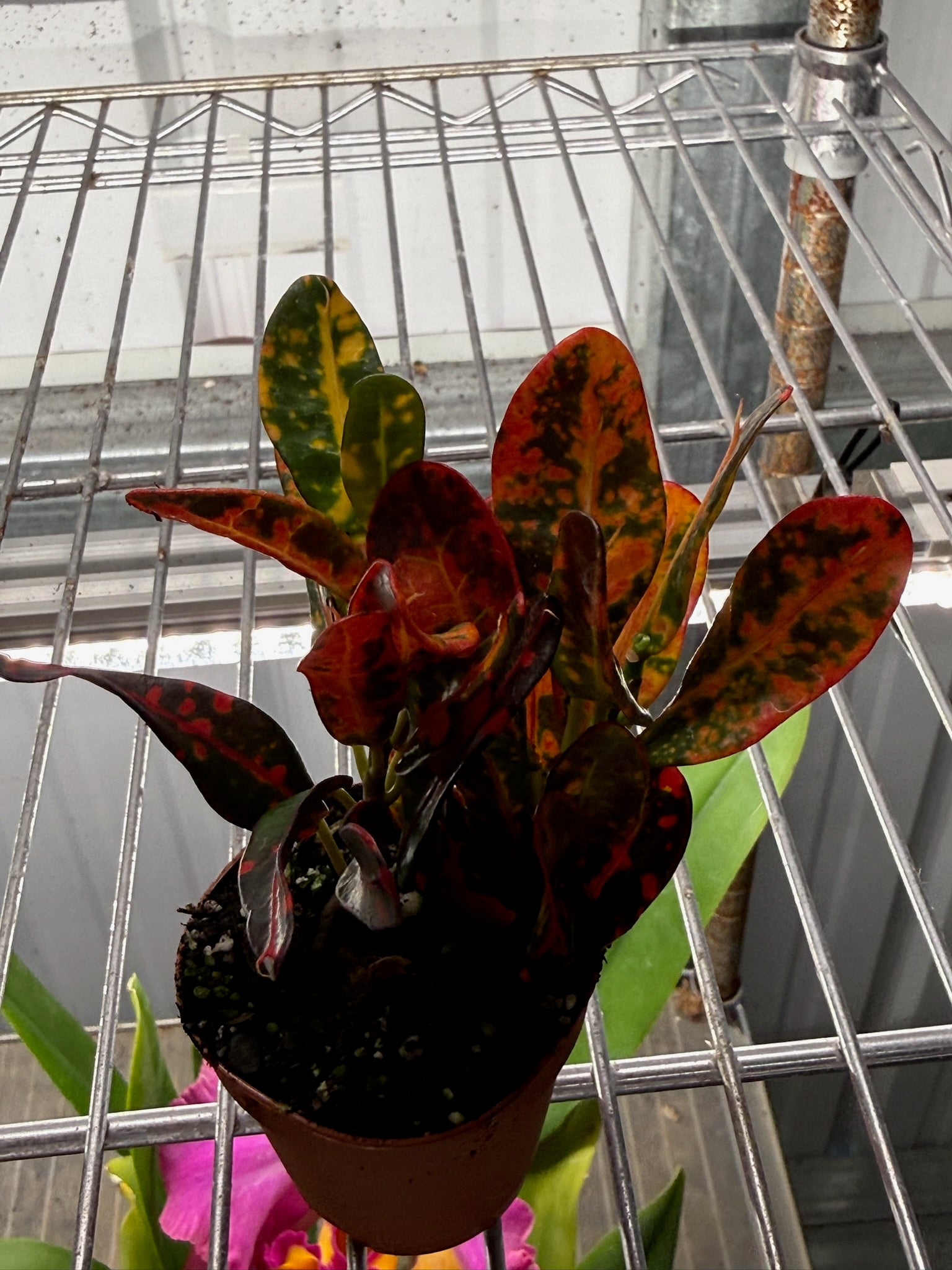 Croton Batik 2" Growers Choice