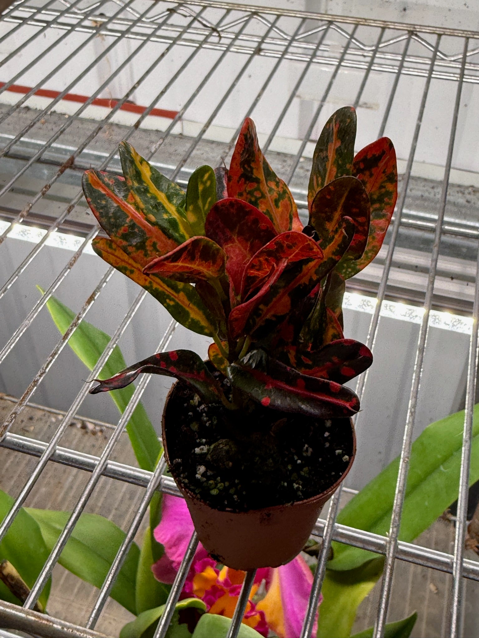 Croton Batik 2" Growers Choice